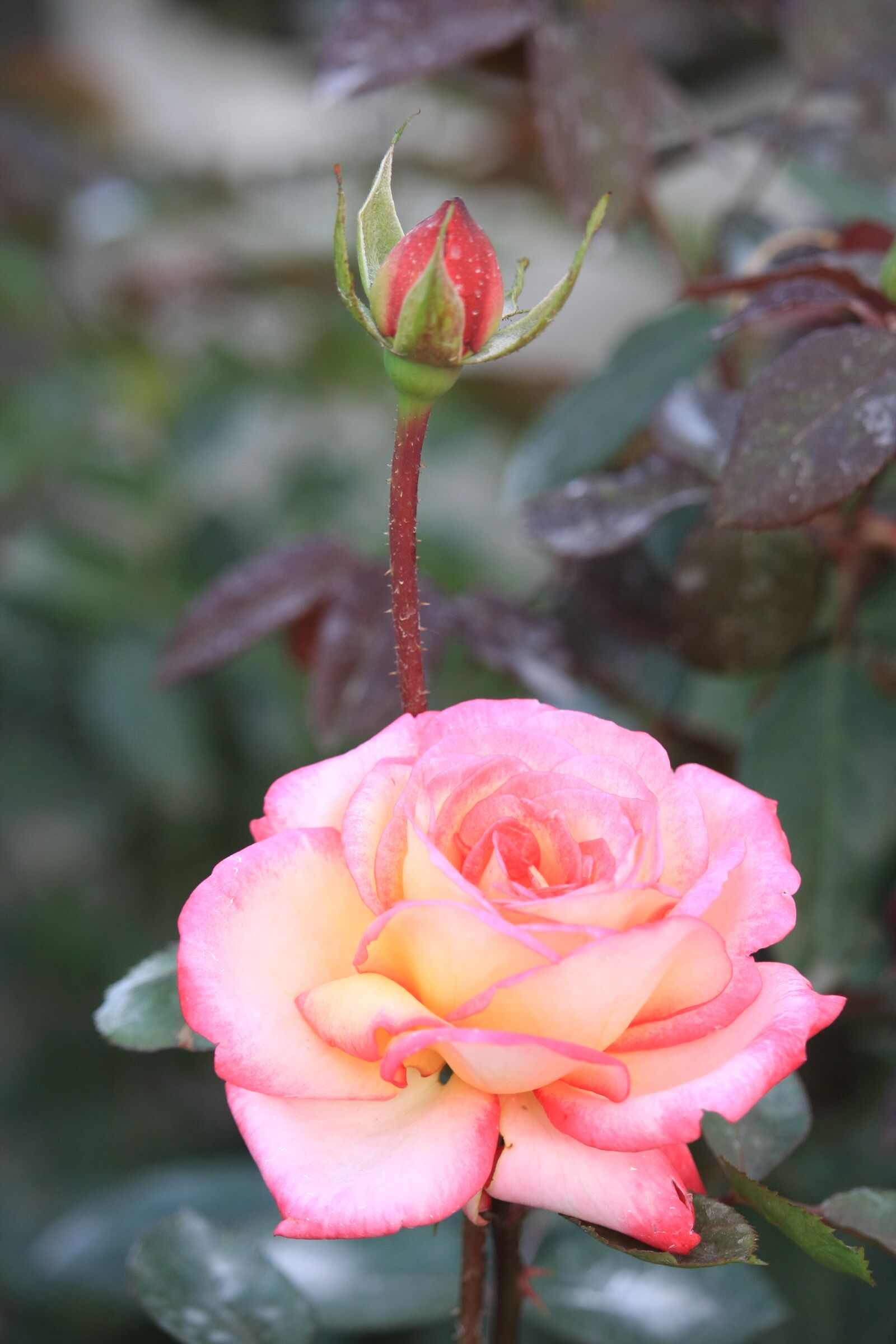 Canon EOS 40D sample photo. Rose, flower, roses photography