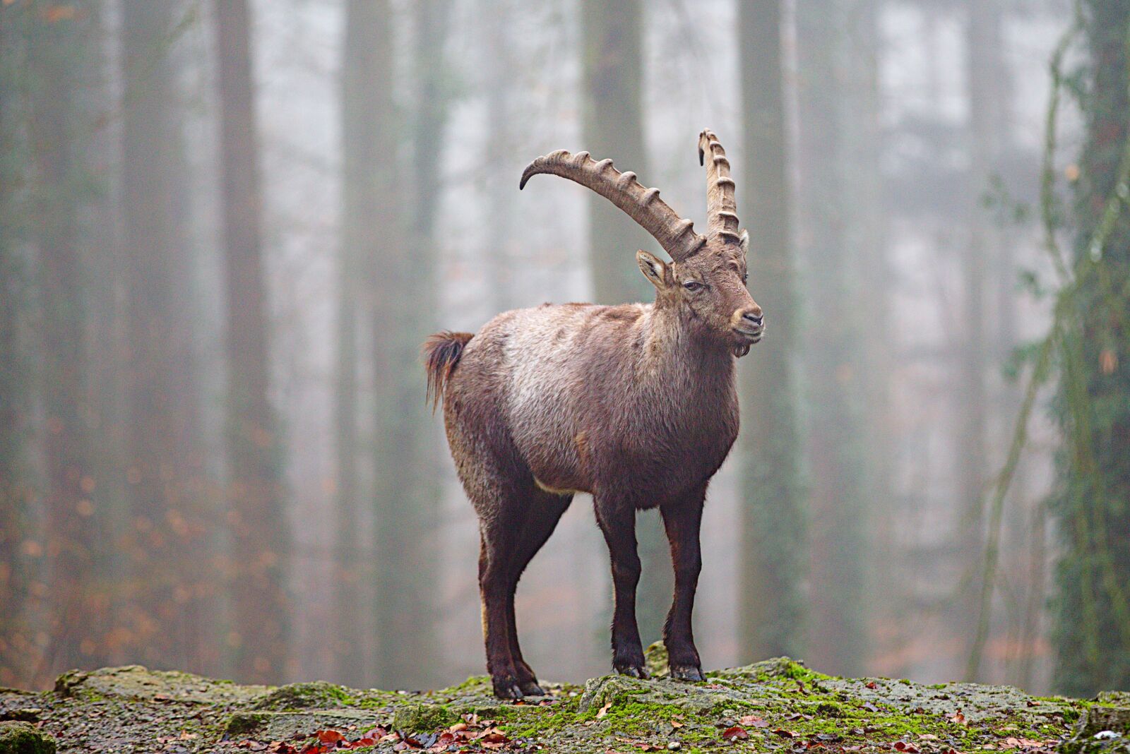 Canon EOS 6D sample photo. Forest, winter, nature photography