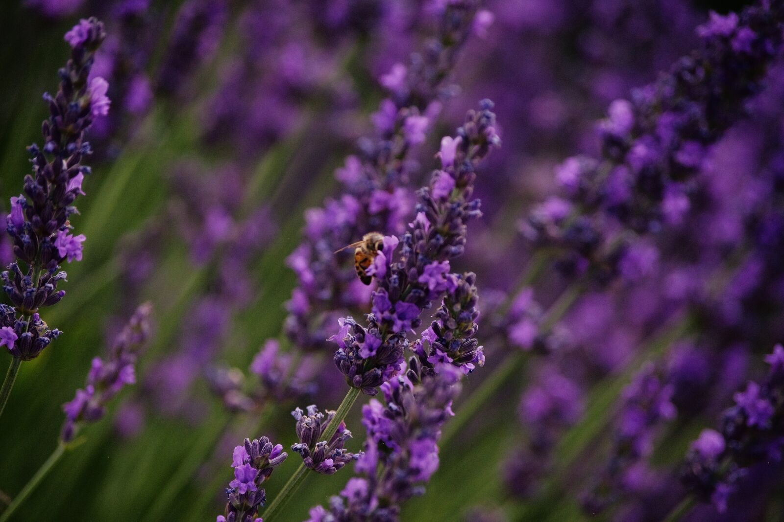 Pentax K-x sample photo. Bee, lavender, purple photography