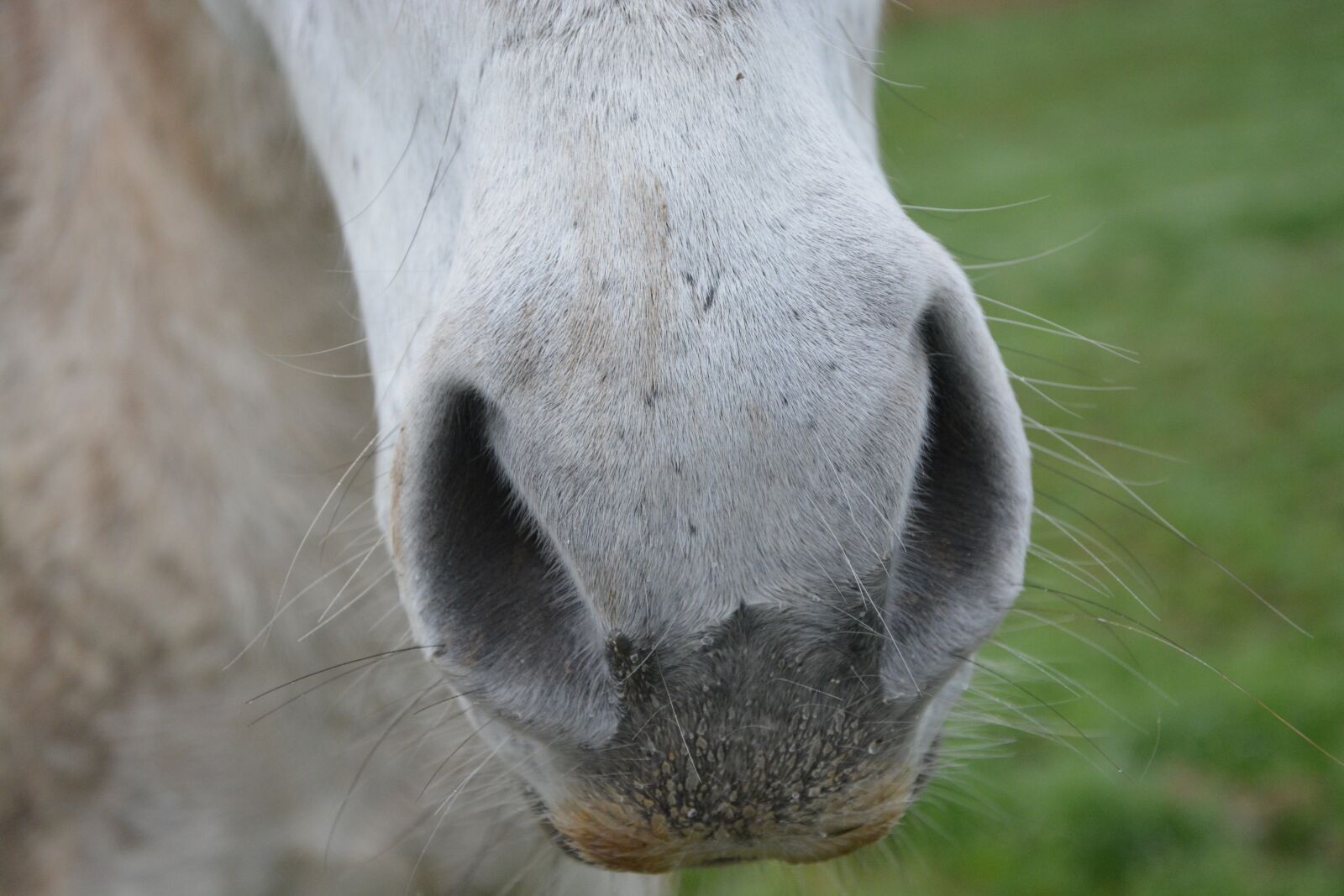 Nikon D5200 sample photo. Horse nostrils, nostrils strong photography