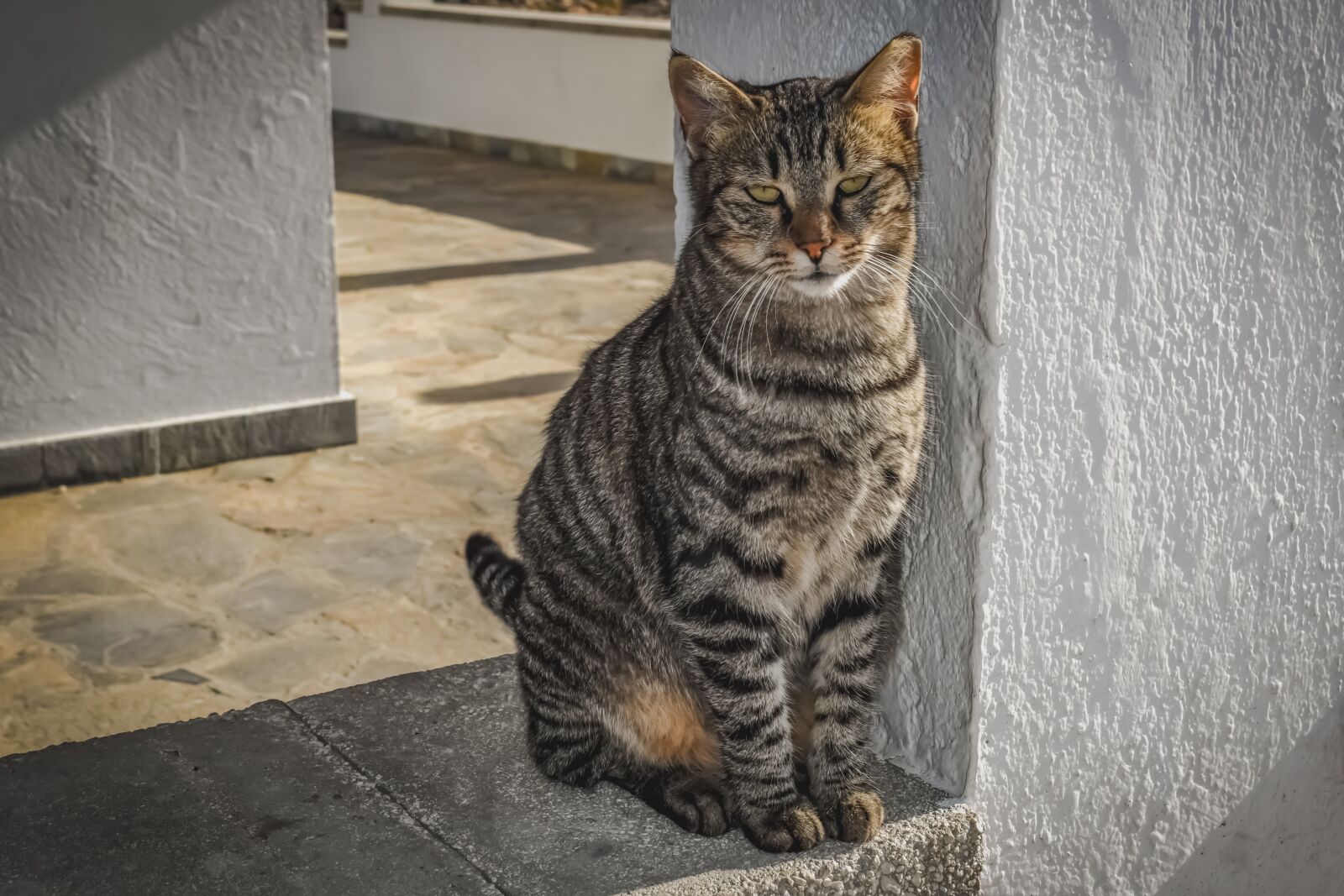 Nikon D3300 sample photo. Cat, stray, animal photography
