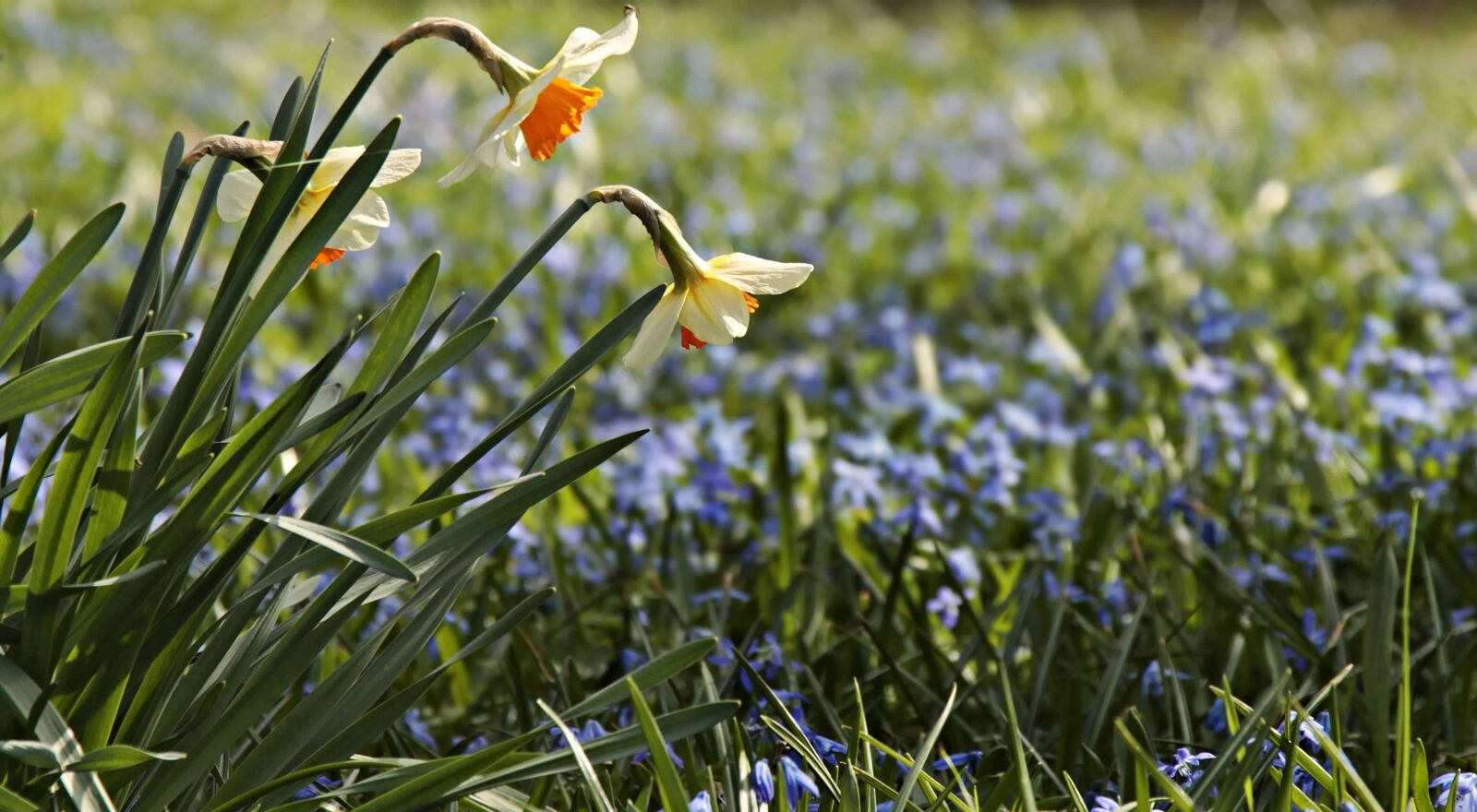 Canon EOS 100D (EOS Rebel SL1 / EOS Kiss X7) sample photo. Leaf, green grass, flower photography
