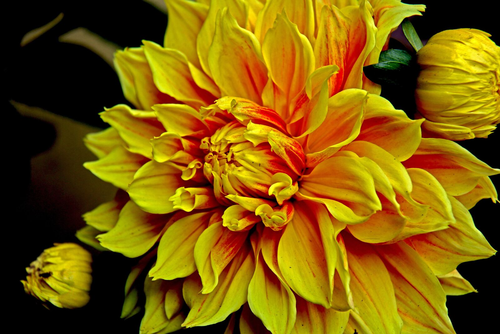 Canon EOS 7D sample photo. Dahlia, flower, nature photography
