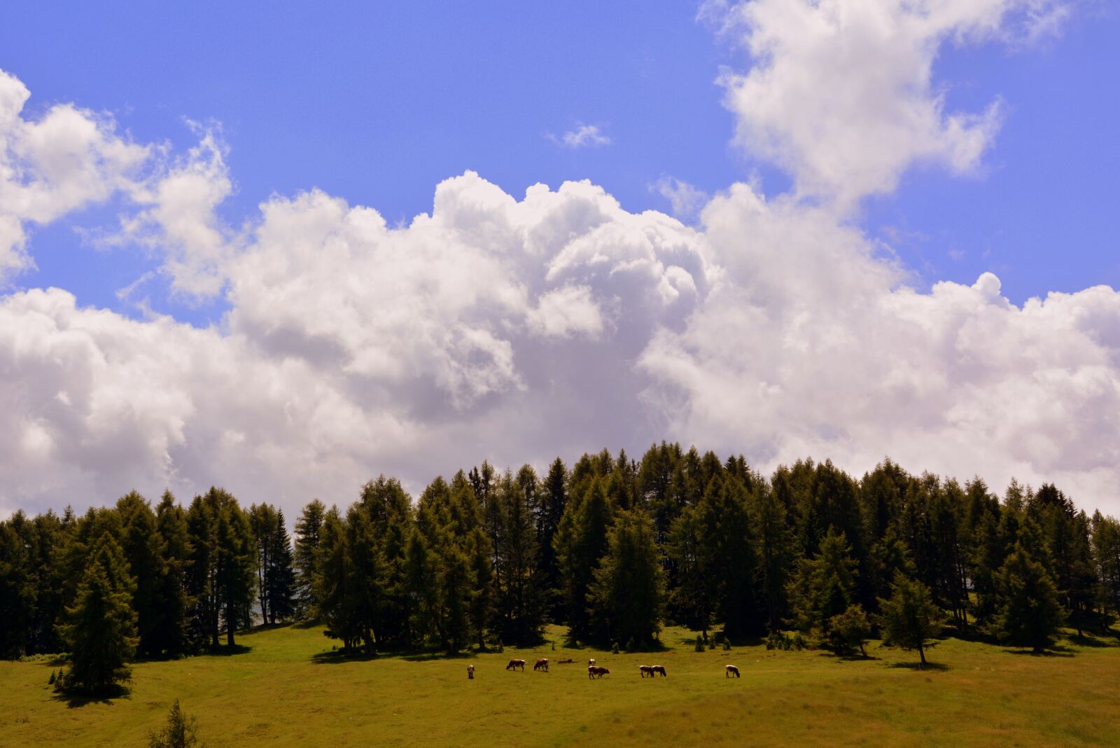Nikon D7100 sample photo. Prato, sky, pasture photography