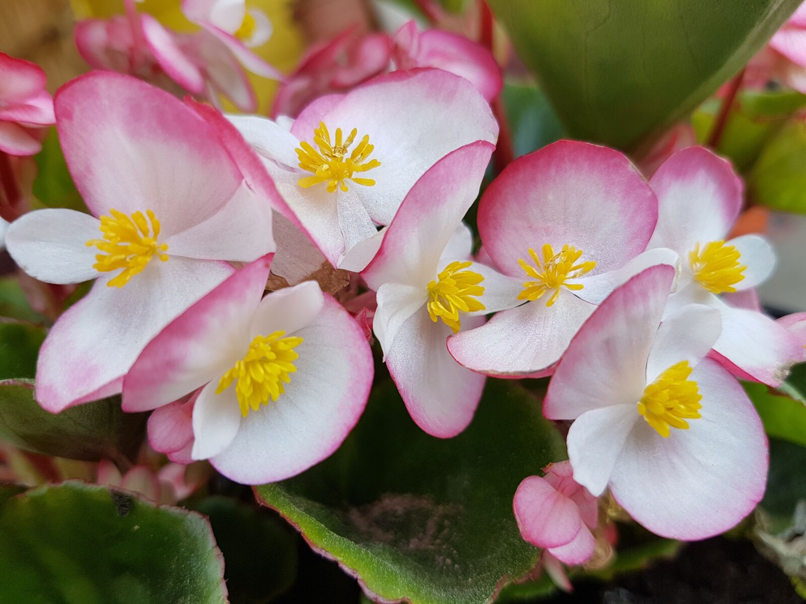 Samsung Galaxy S7 sample photo. Flowers, spring, begonia photography