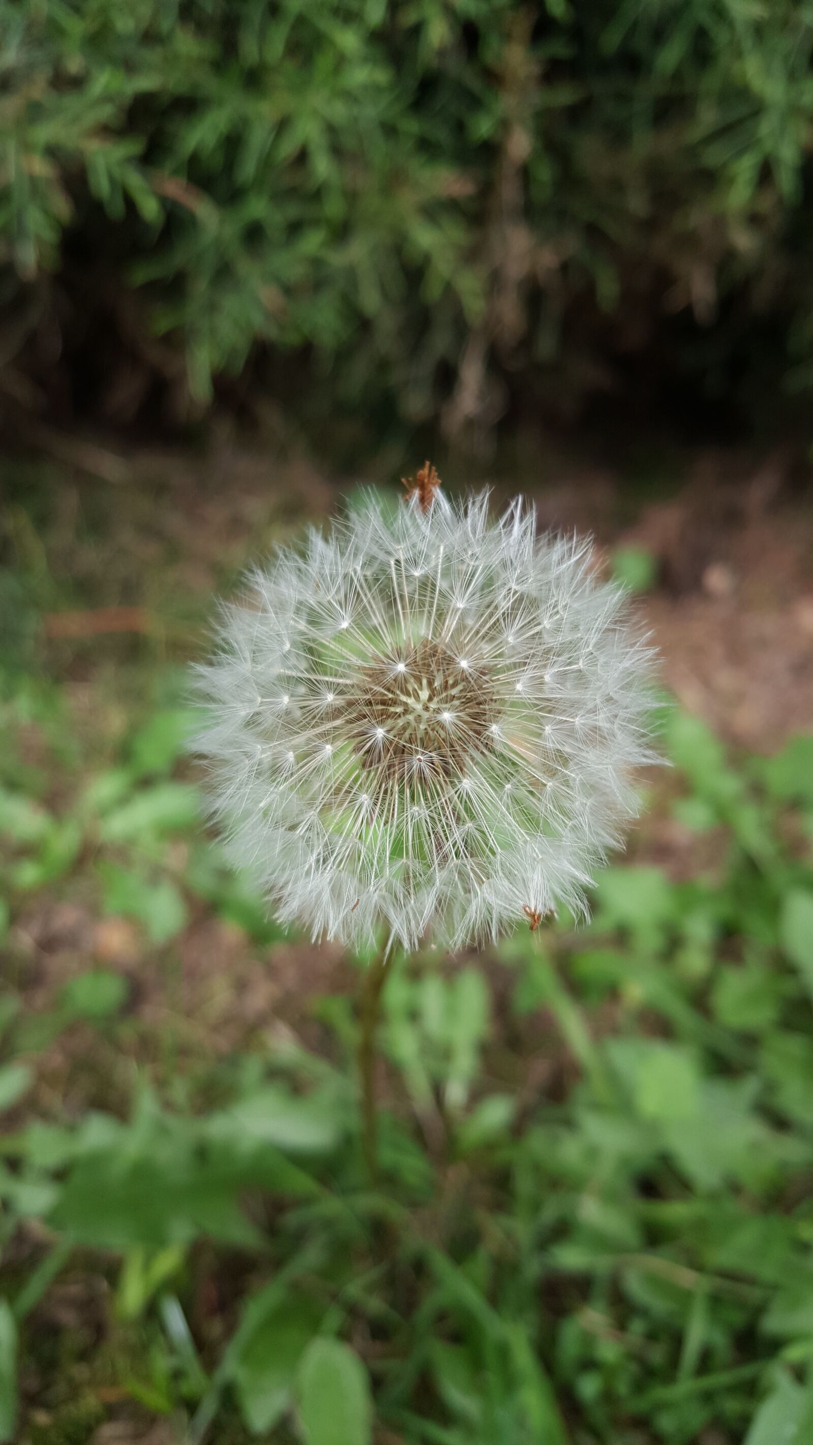 Samsung Galaxy Note5 sample photo. Flower, nature, garden photography