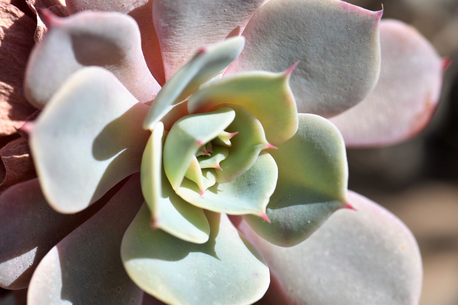 Nikon D5500 sample photo. Cactus, plant, green photography