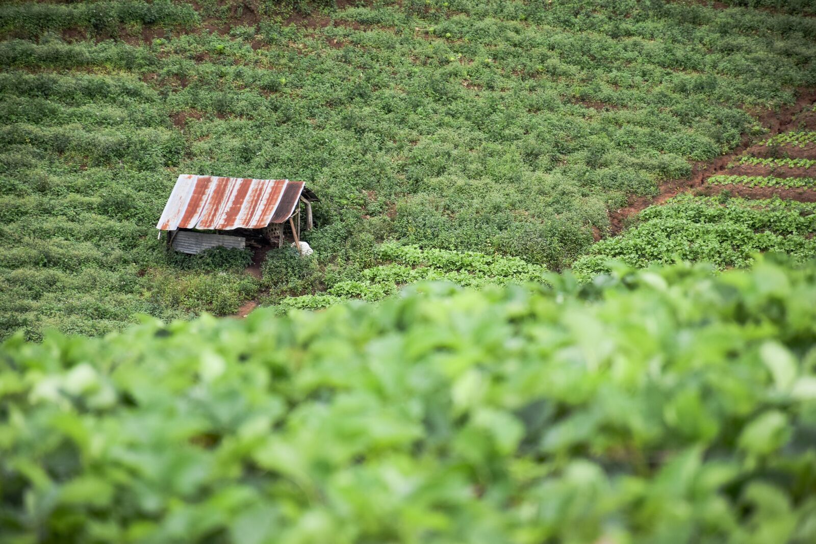 Nikon D5300 sample photo. Nature, vegetable, garden photography