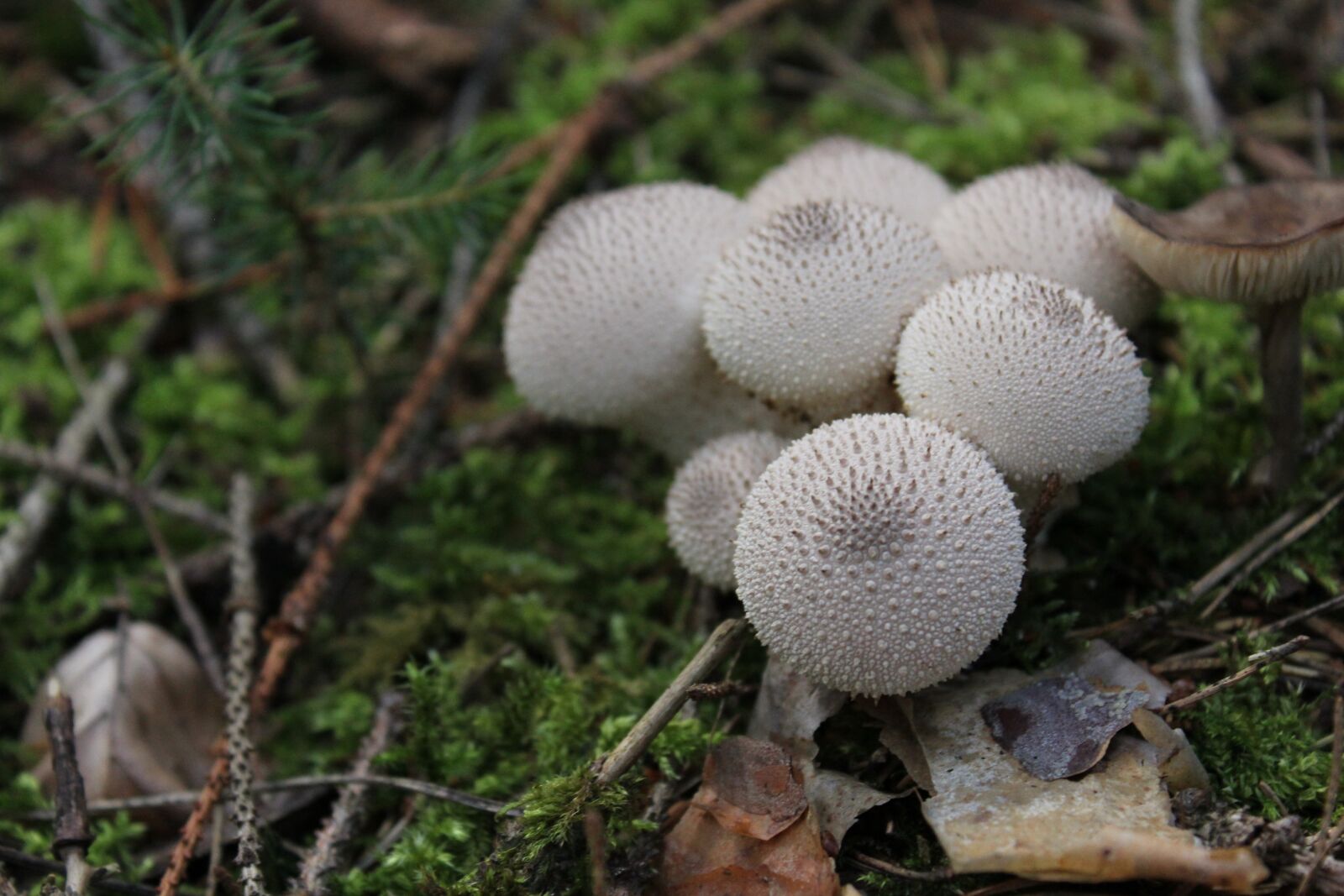 Canon EOS 550D (EOS Rebel T2i / EOS Kiss X4) sample photo. Fungus, nature, mushroom photography