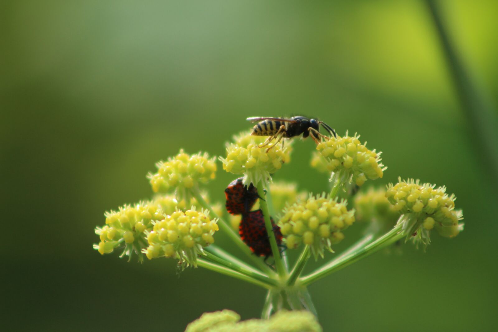 Canon EOS 700D (EOS Rebel T5i / EOS Kiss X7i) sample photo. Strip bug, bug, beetle photography