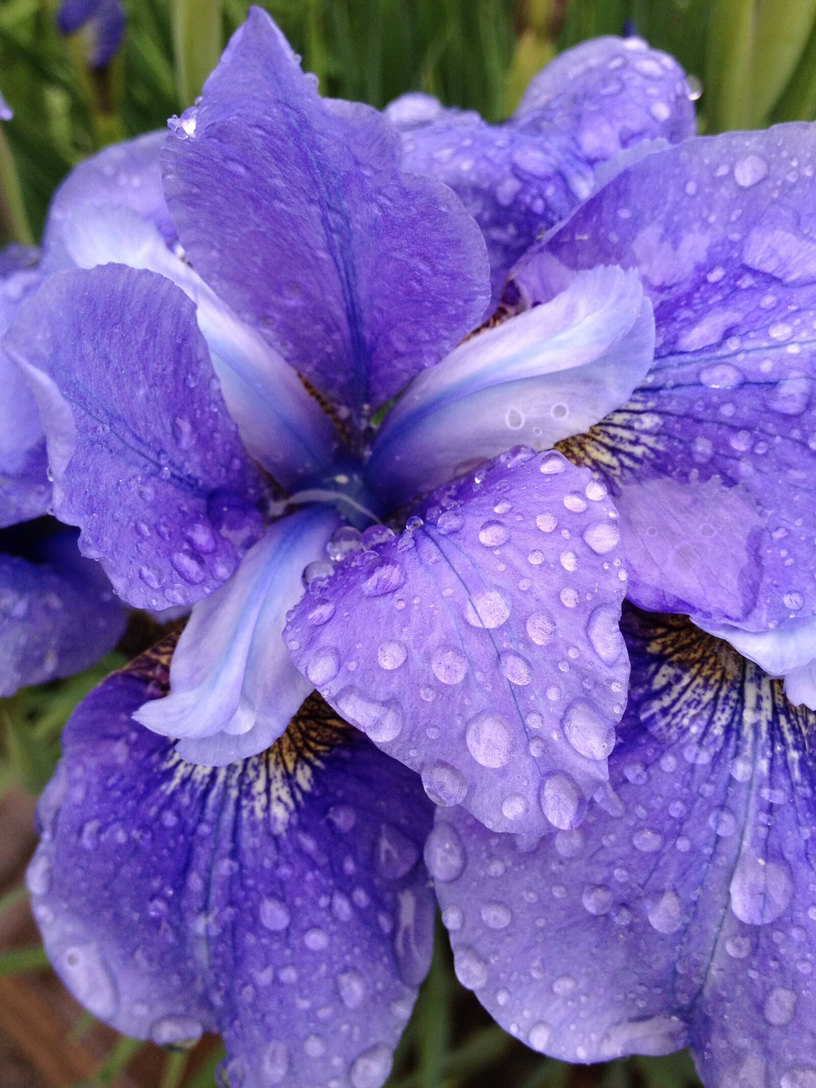 Apple iPhone 4S sample photo. Iris, flower, bloom photography