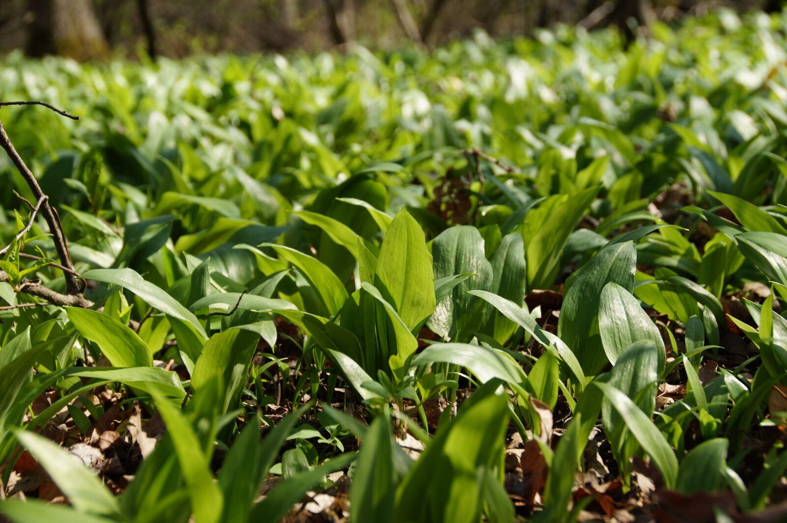 Sony SLT-A58 sample photo. Garlic, bear, the floodplain photography