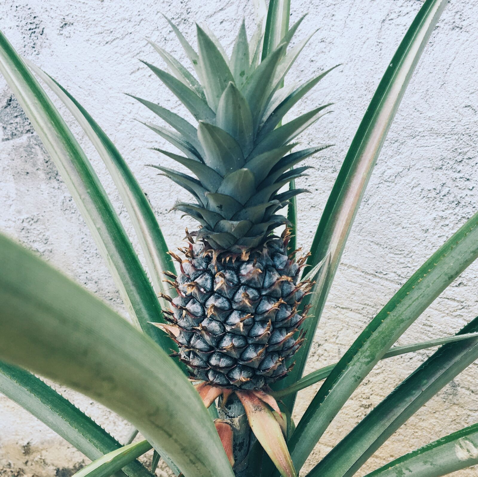 Apple iPhone 6s sample photo. Fruit, pineapple photography