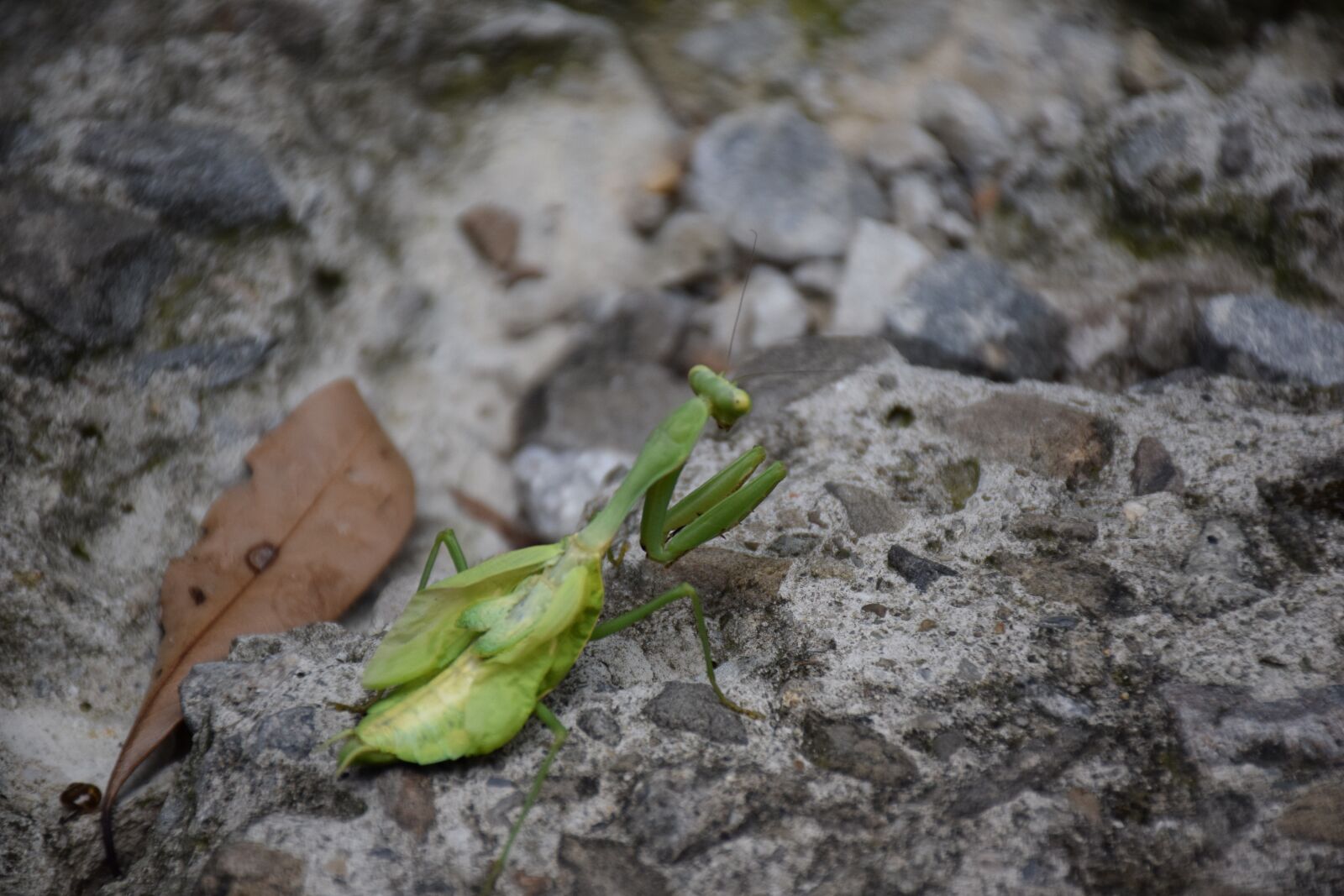 Nikon D5300 sample photo. Mantis, insect, animal photography