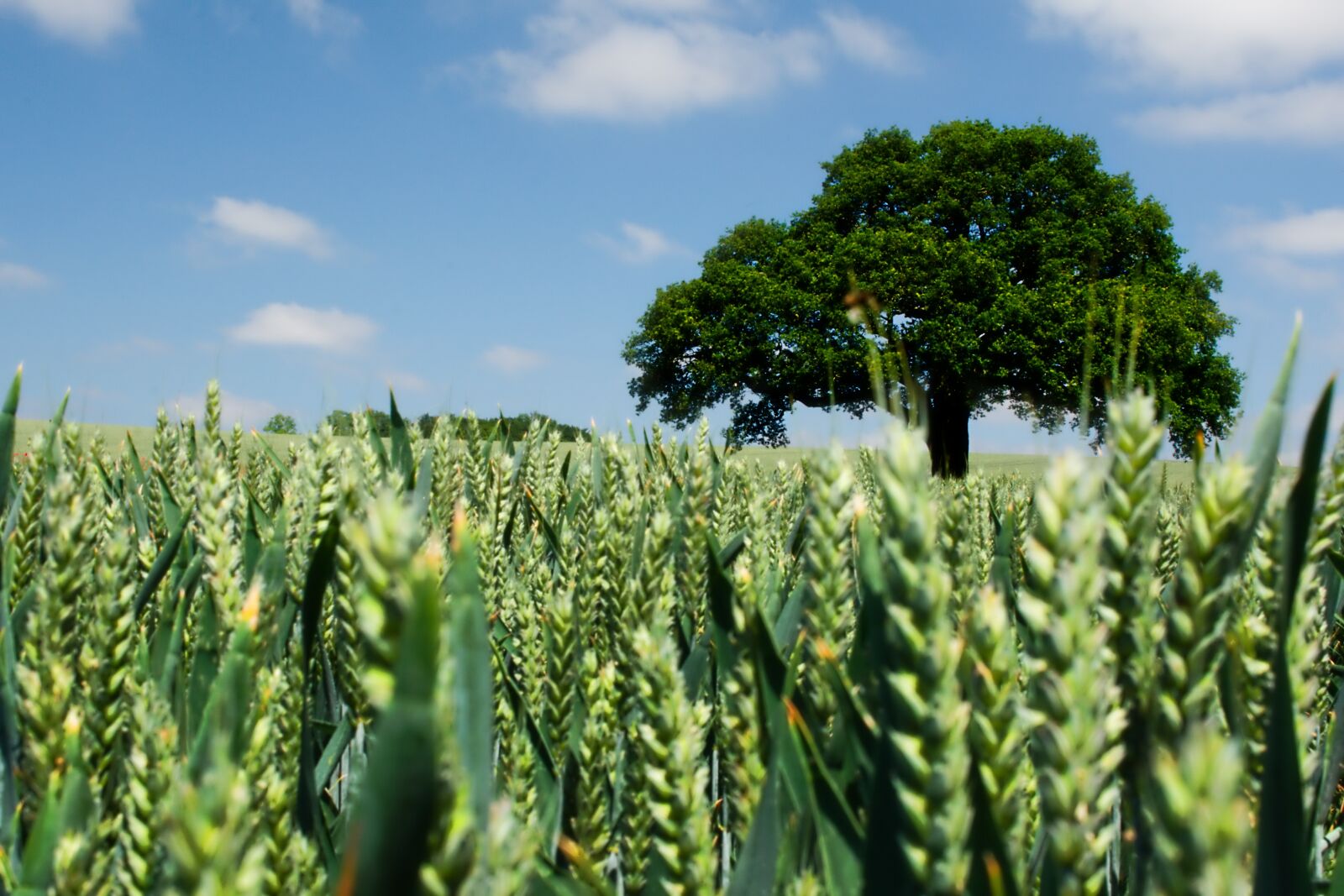 Nikon D3400 sample photo. Lone tree, barley, blue photography