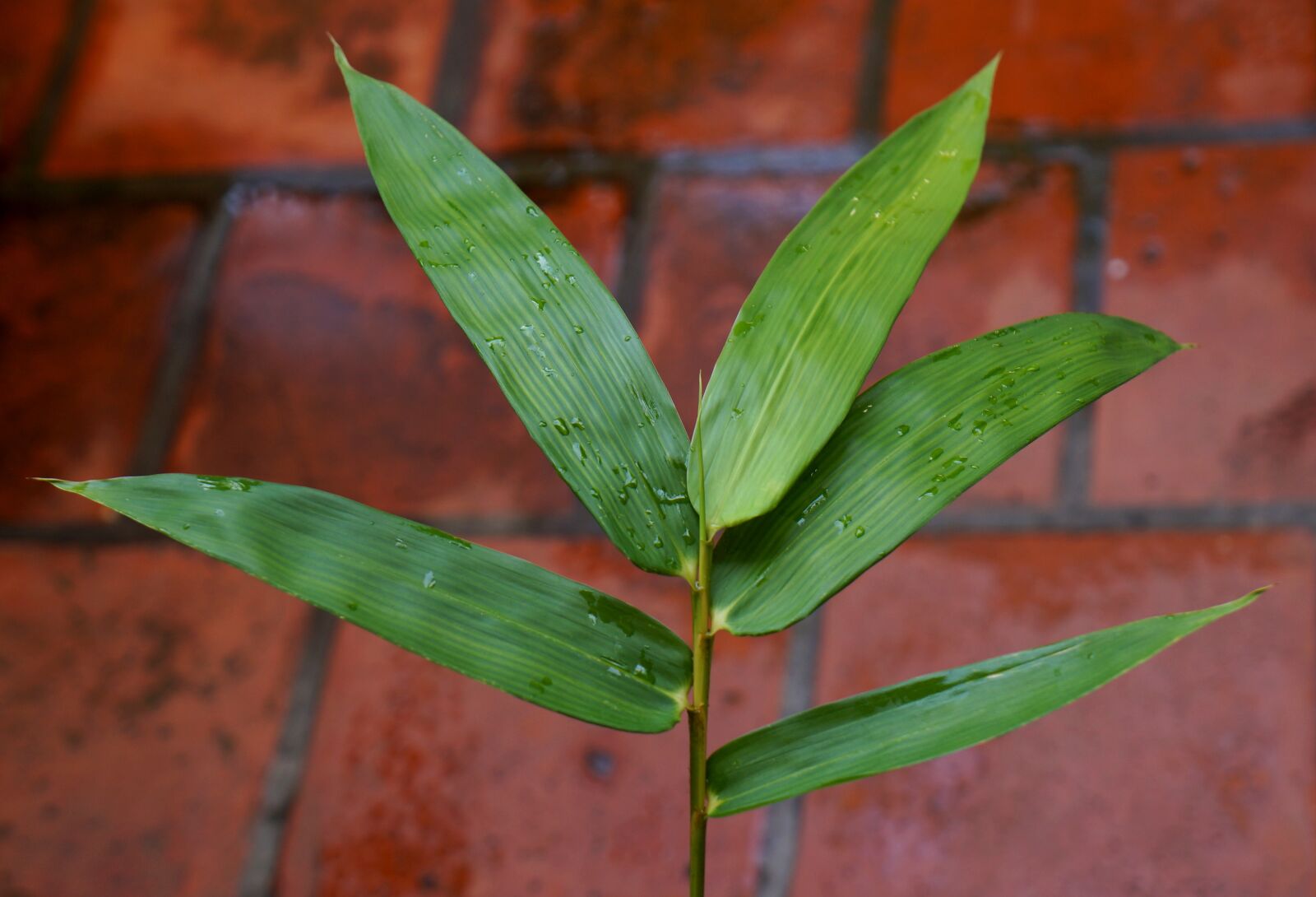 Sony Alpha NEX-F3 + Sony E 18-55mm F3.5-5.6 OSS sample photo. Bamboo leaves, green leaf photography