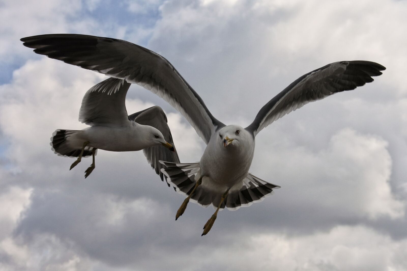 Nikon 1 Nikkor VR 30-110mm F3.8-5.6 sample photo. Animal, sky, cloud photography