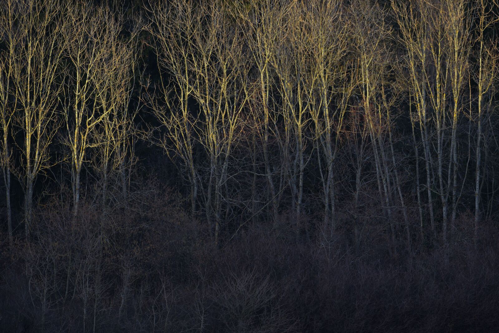 Canon EOS 7D Mark II + Canon EF 100-400mm F4.5-5.6L IS II USM sample photo. Trees, forest, light photography