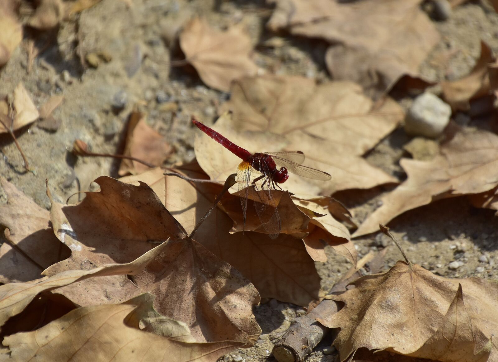Nikon D7200 sample photo. Dragonfly, insect, nature photography