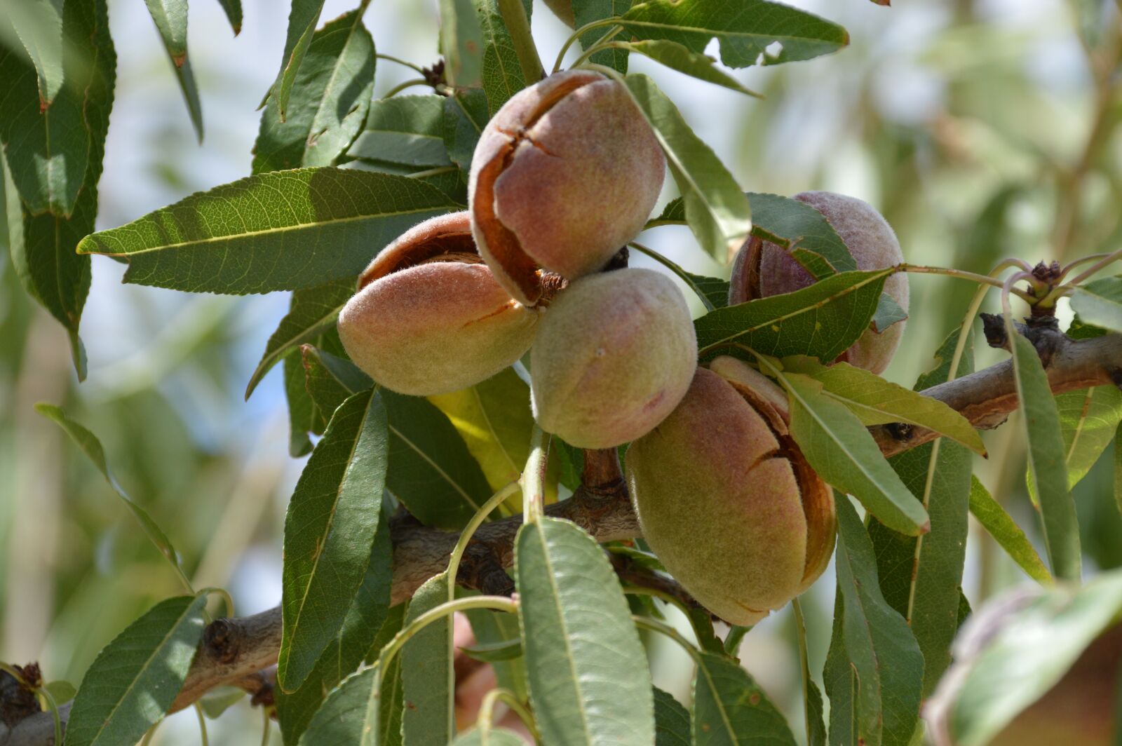 Nikon D3200 sample photo. Fruit, food, leaf photography