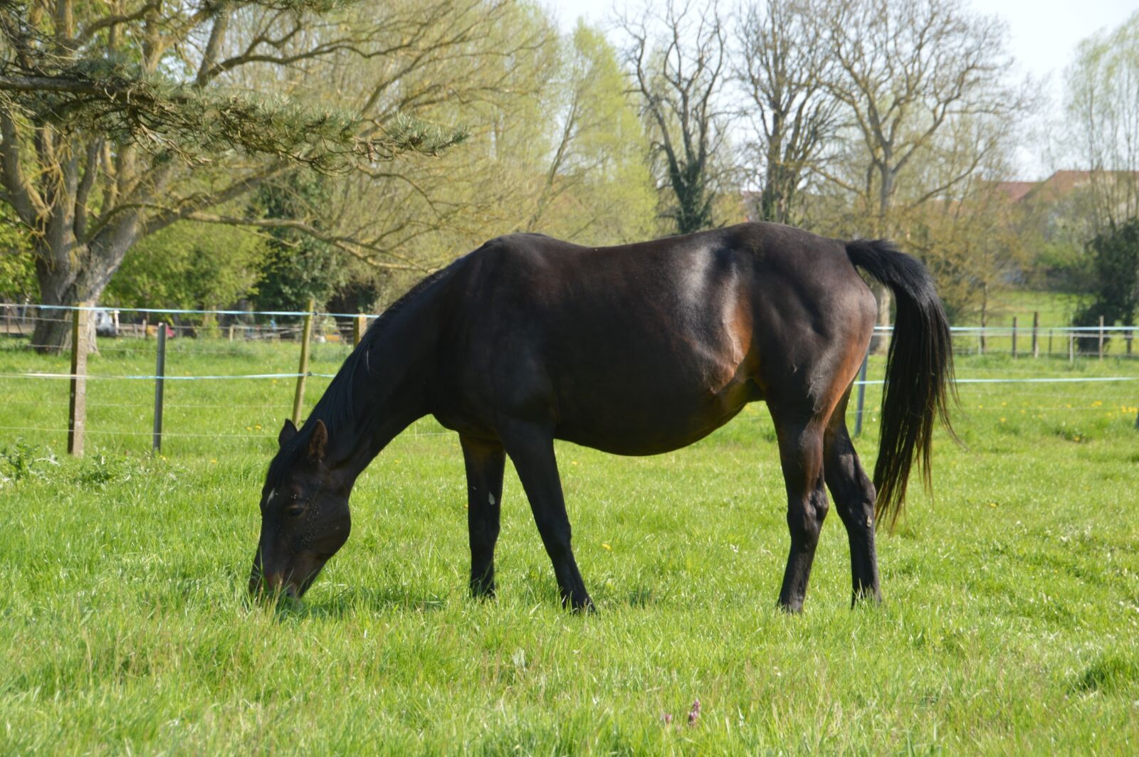 Nikon D3200 sample photo. Animal, mammal, horse photography