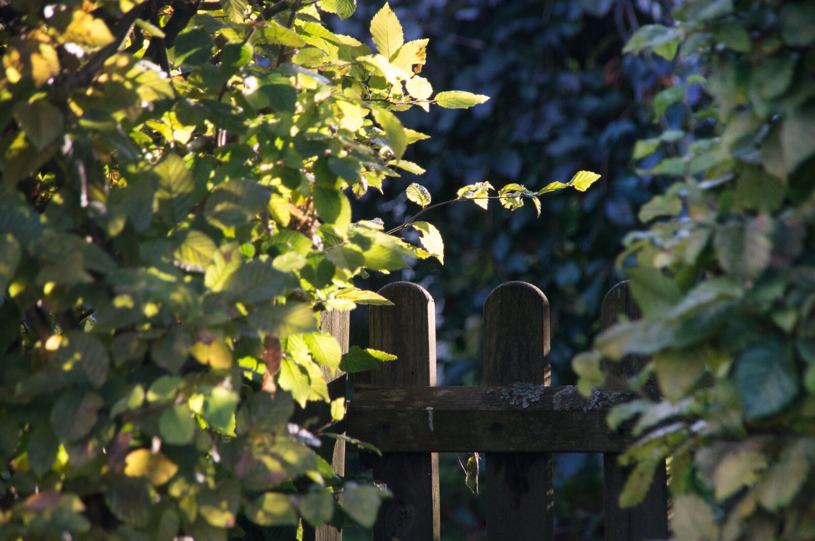 Sony SLT-A57 sample photo. Garden gate, neighbor, hedge photography