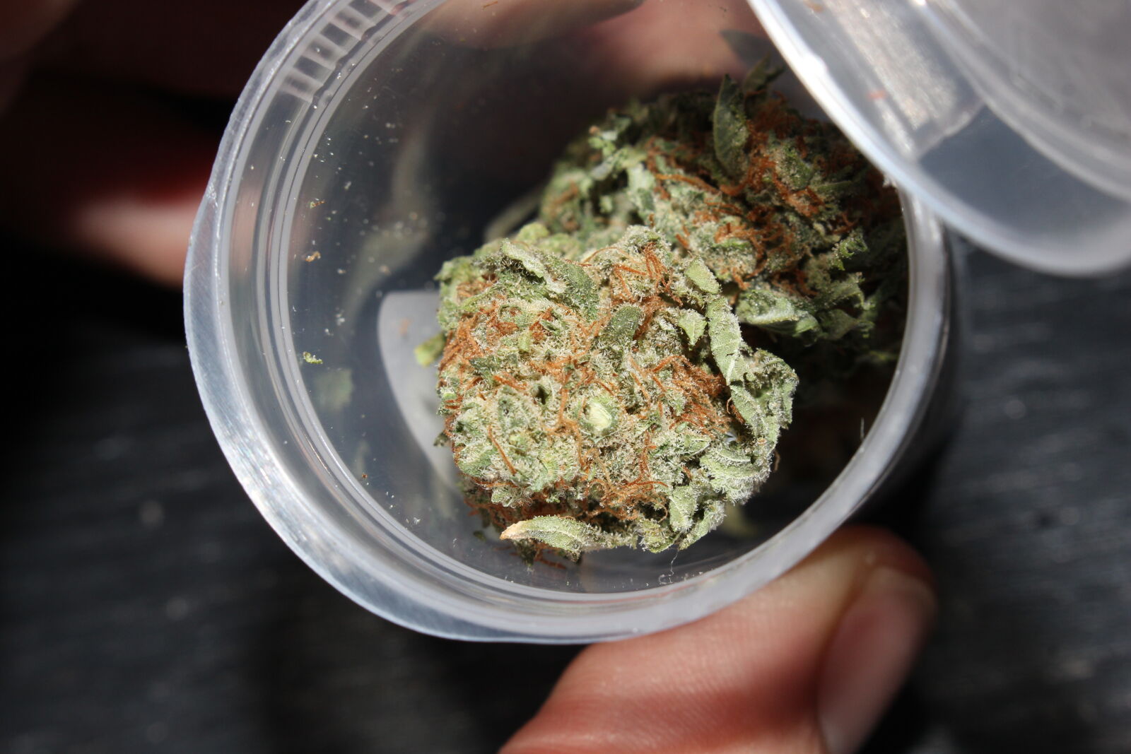 Canon EOS 700D (EOS Rebel T5i / EOS Kiss X7i) sample photo. 420, 710, cannabis, ganja photography