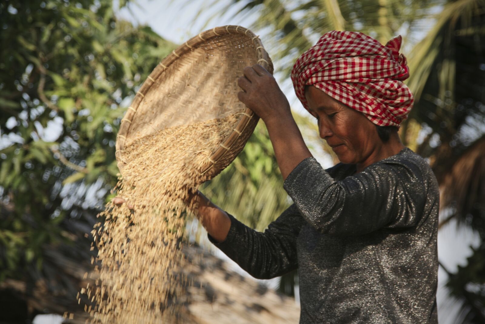 Canon EOS 400D (EOS Digital Rebel XTi / EOS Kiss Digital X) sample photo. Rice, harvest, chaff photography