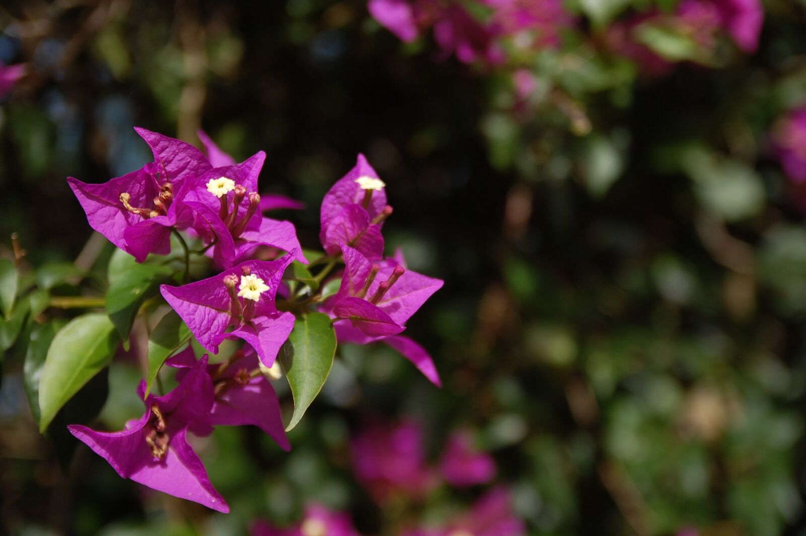 Nikon D40 sample photo. Flower, nature, plant photography