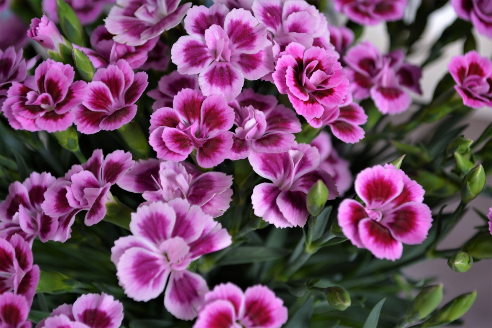 Nikon D5200 sample photo. Purple, pink, flower photography