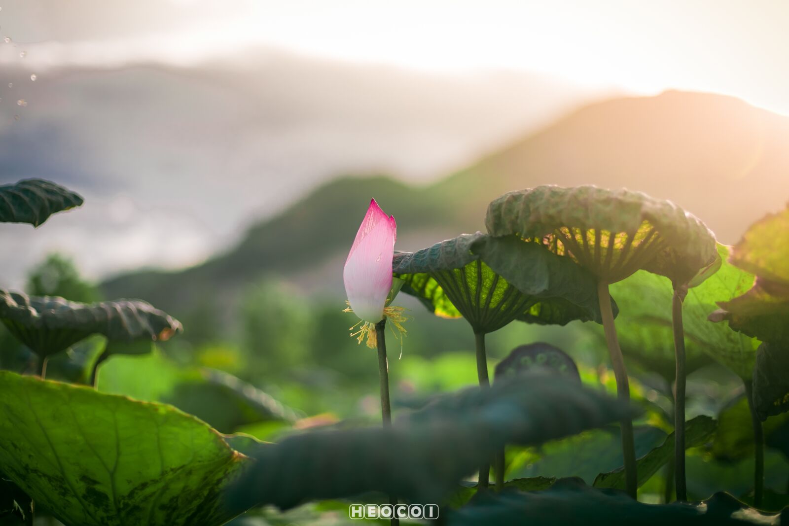 Canon EOS 5D sample photo. Flower, sun, summer photography