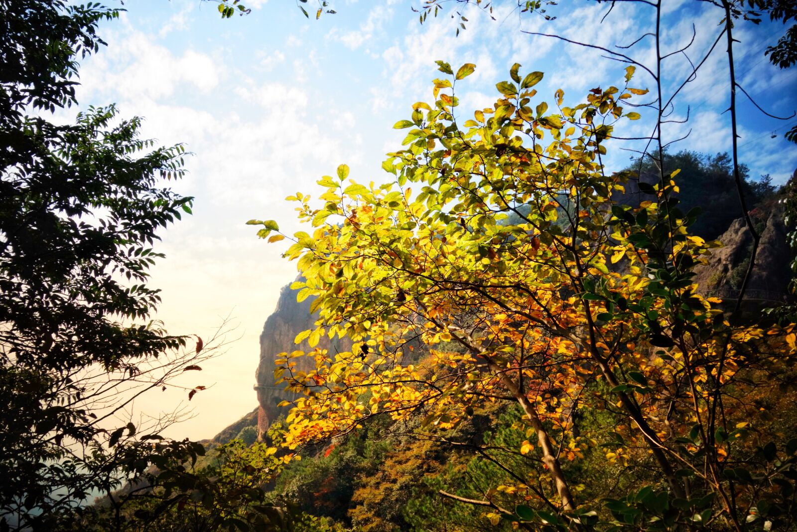 Sony Cyber-shot DSC-RX100 sample photo. Nature, tree, landscape photography