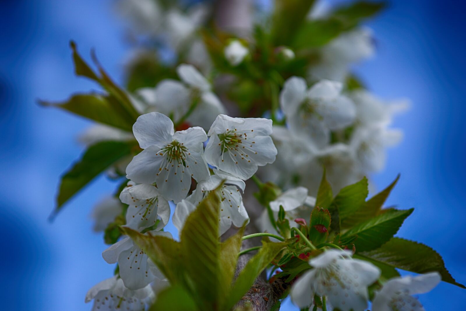 E 60mm F2.8 sample photo. Spring, cherry tree, sakura photography