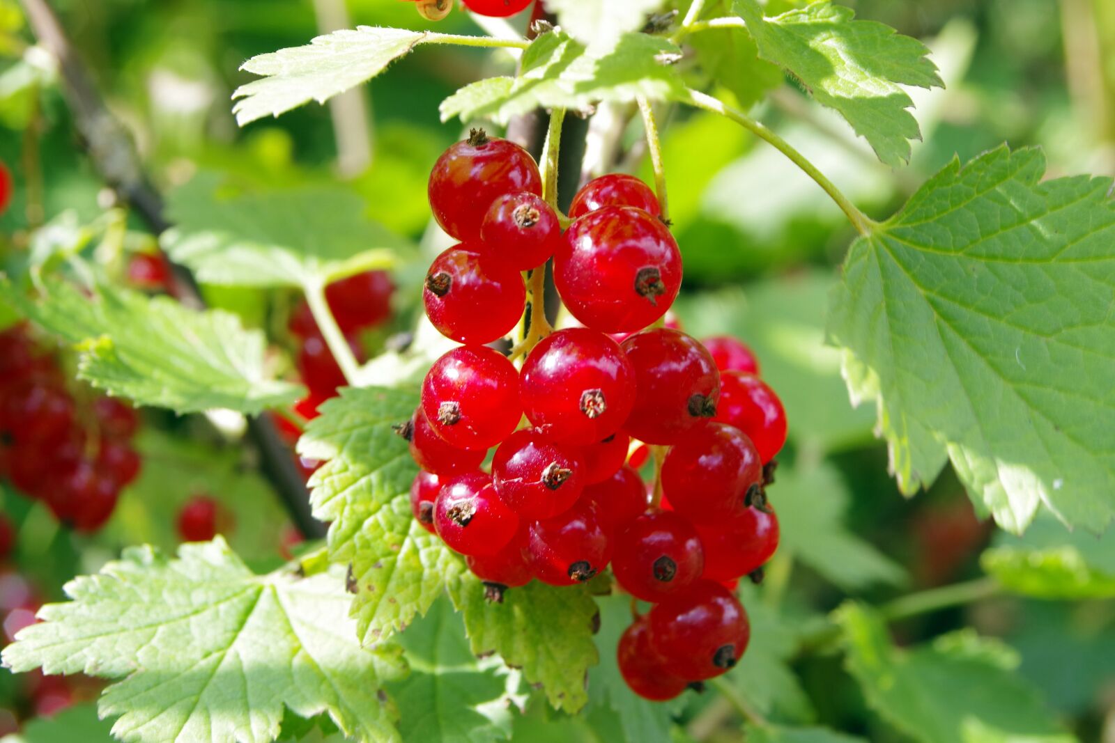 Pentax K-S2 sample photo. Red currant, currant, natural photography