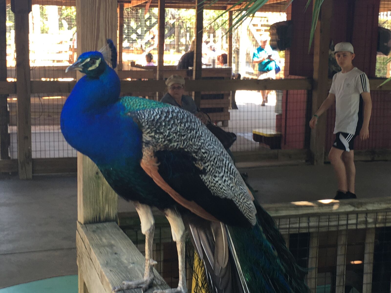 Apple iPhone 6s Plus sample photo. Peacock photography