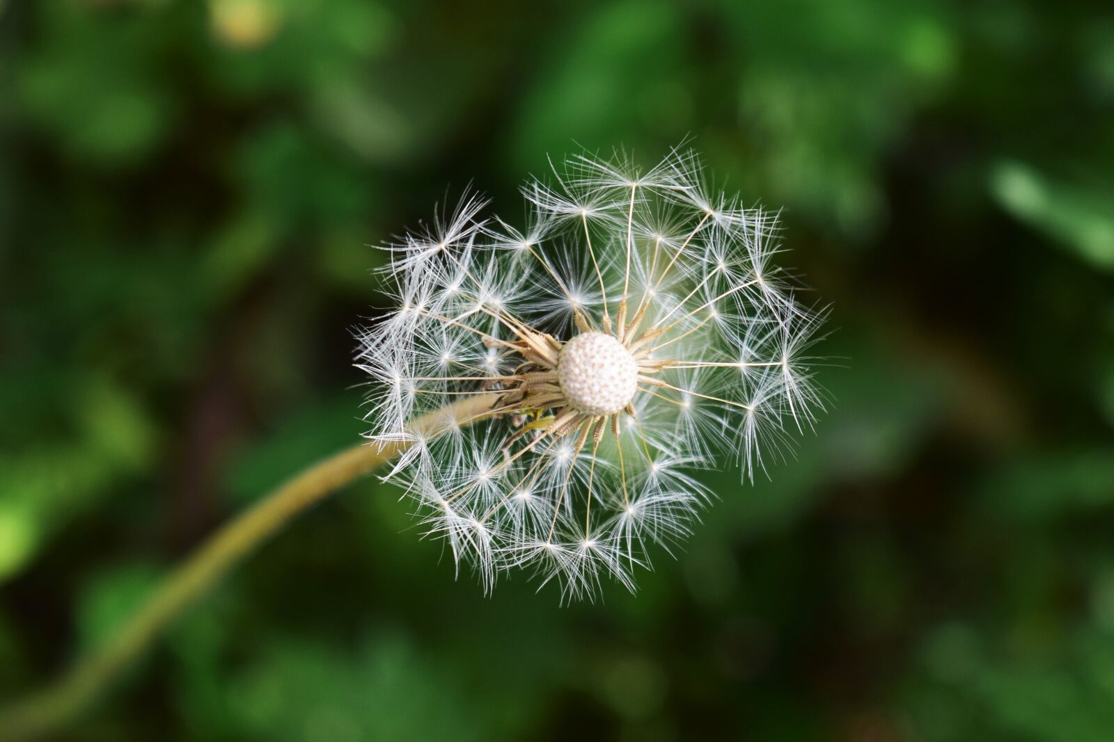 Nikon D5300 sample photo. Dandelion, flowers, seeds photography