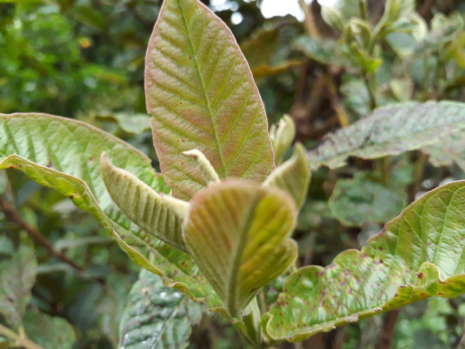 Samsung Galaxy J5 Prime sample photo. Leaf, nature, plant photography