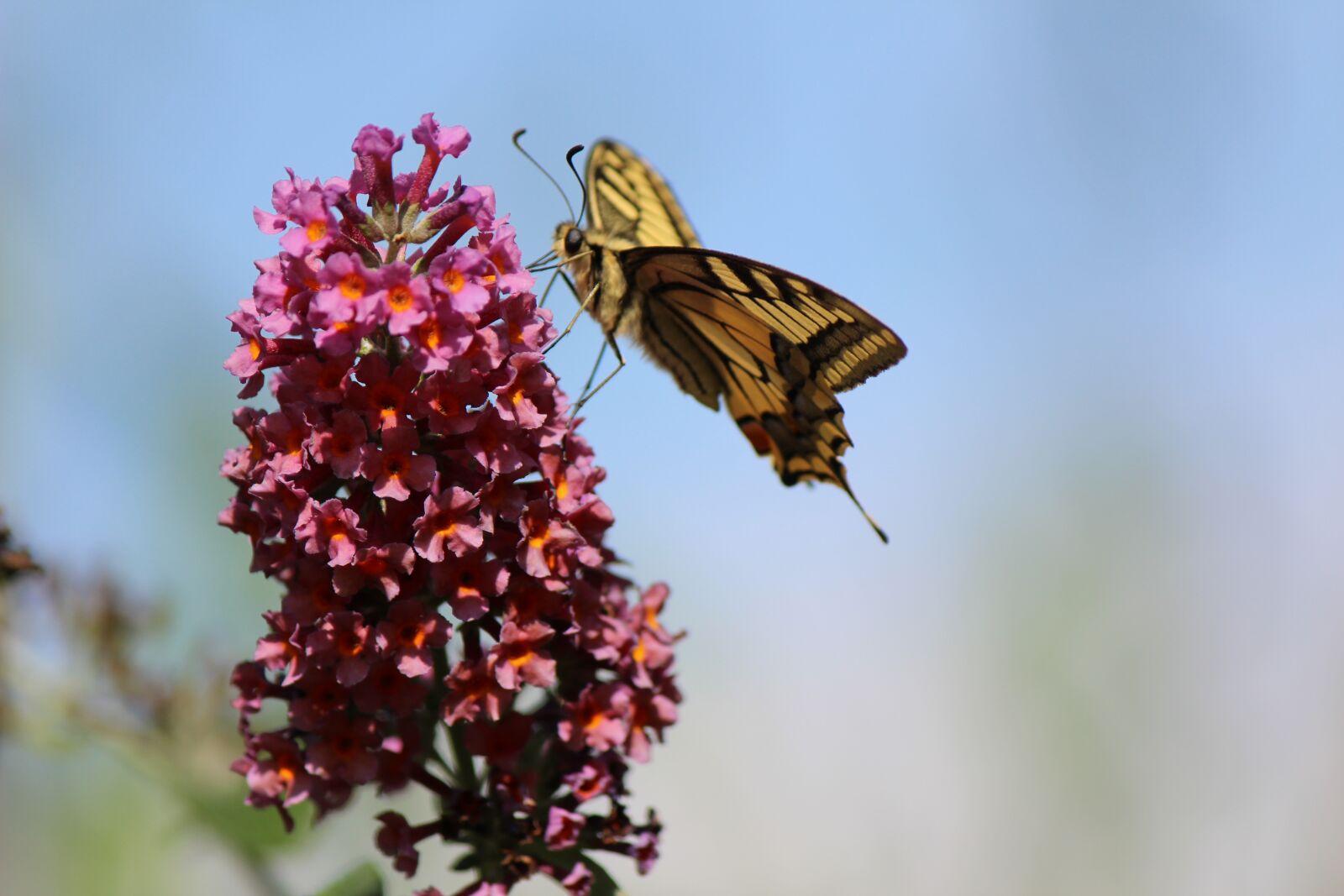 Canon EF-S 55-250mm F4-5.6 IS II sample photo. Nature, butterfly, animal photography