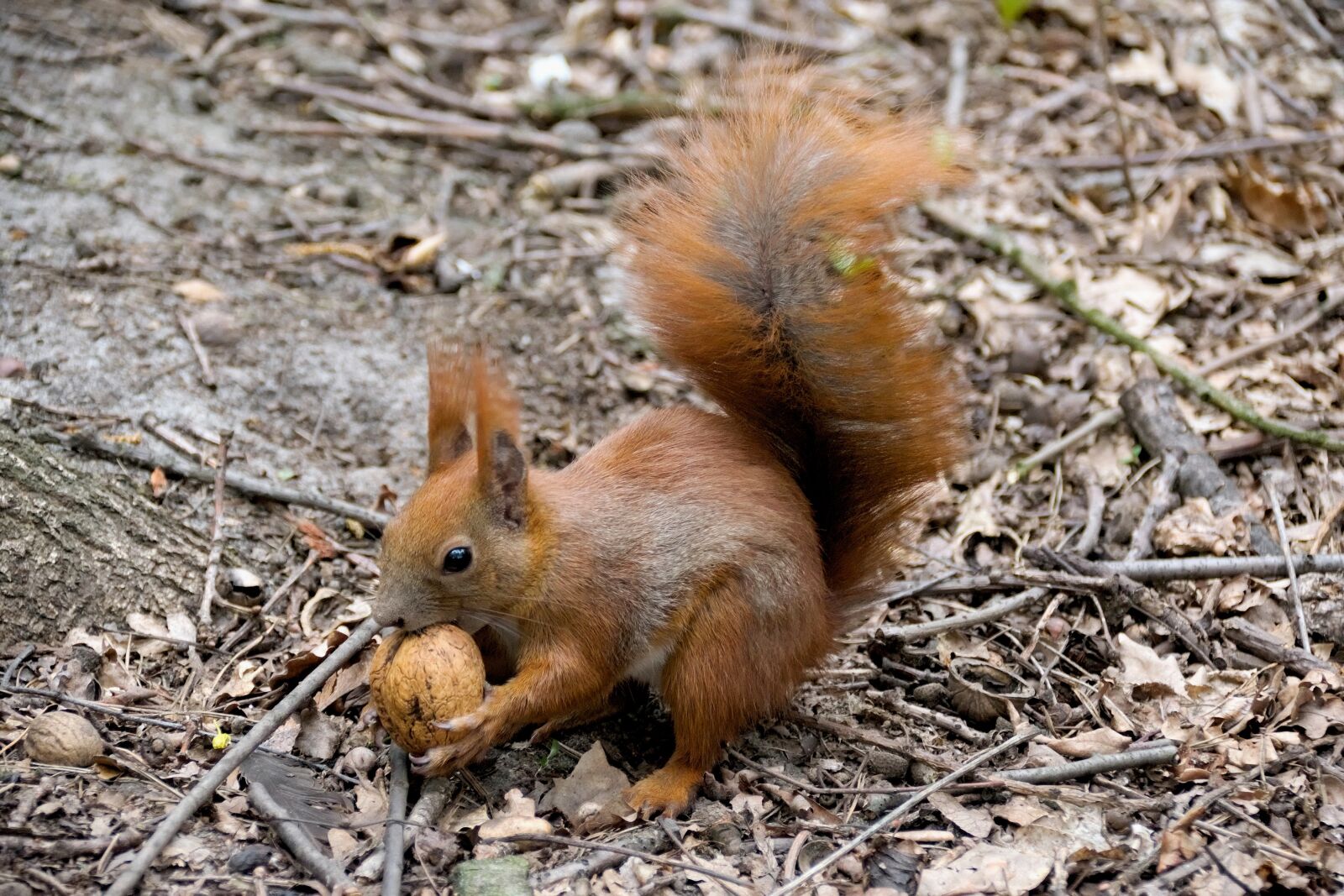 Nikon D3300 sample photo. The squirrel, animal, ruda photography
