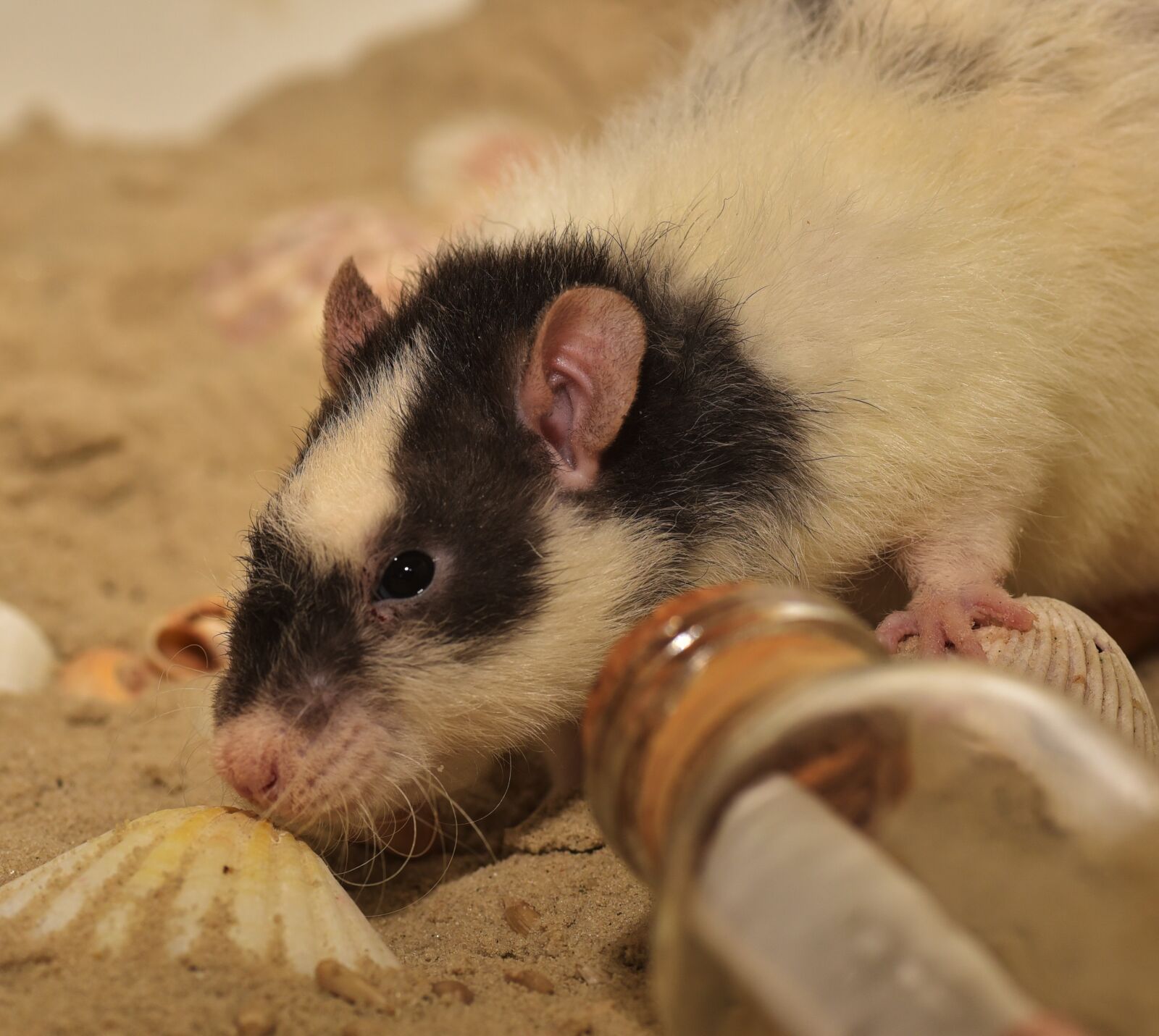 Nikon D750 sample photo. Rat, nager, rodent photography