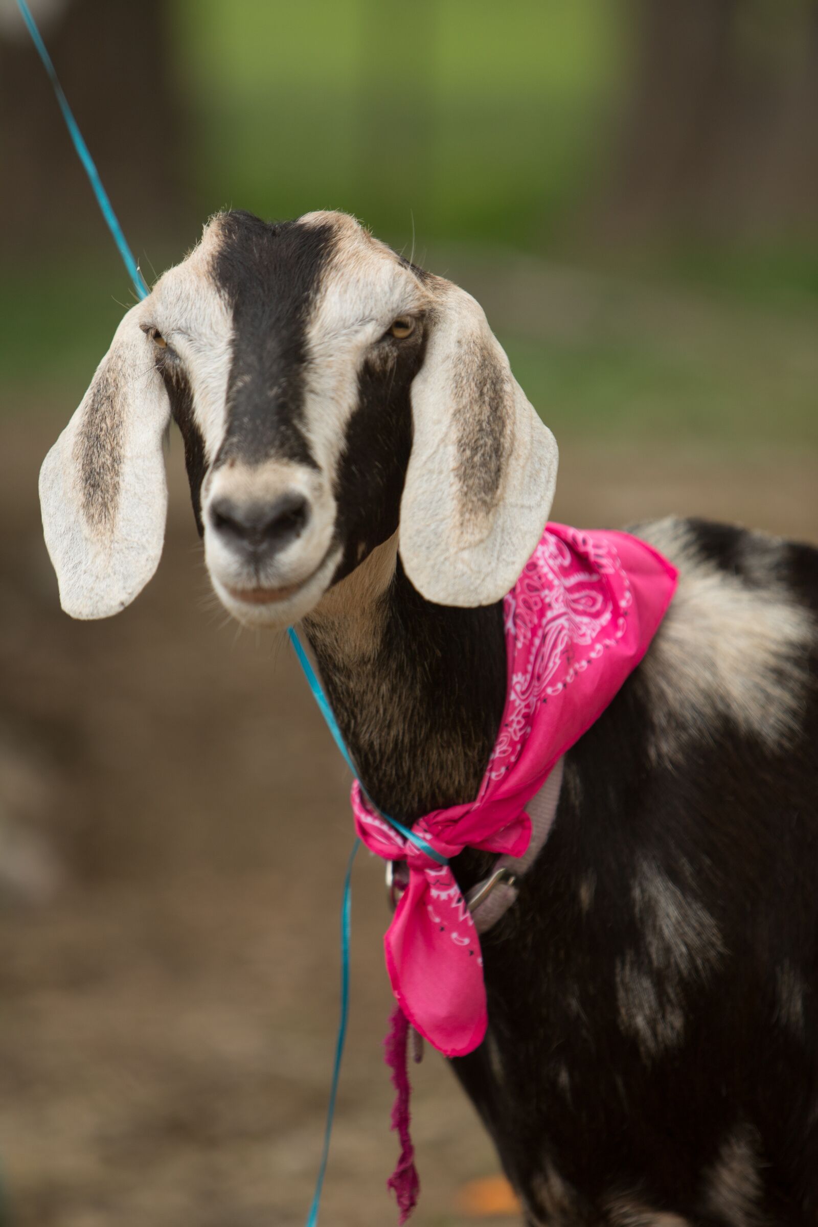 Canon EF 70-200mm F2.8L IS USM sample photo. Goat, farm, silly photography