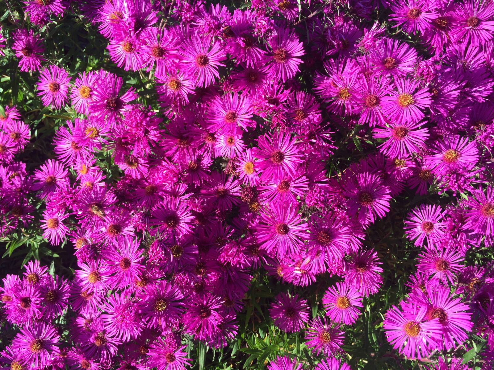 Apple iPhone 5s sample photo. Autumn, purple, blossom photography