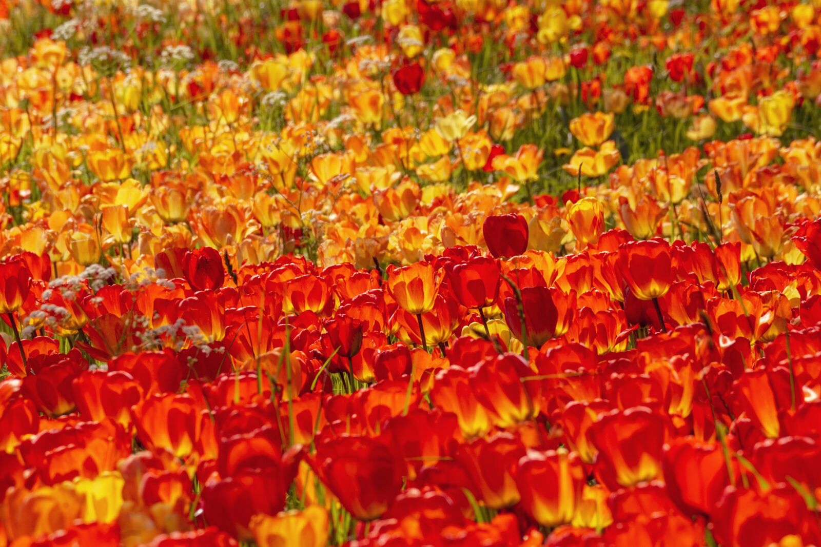 Sony DT 55-300mm F4.5-5.6 SAM sample photo. Tulips, flowers, spring photography