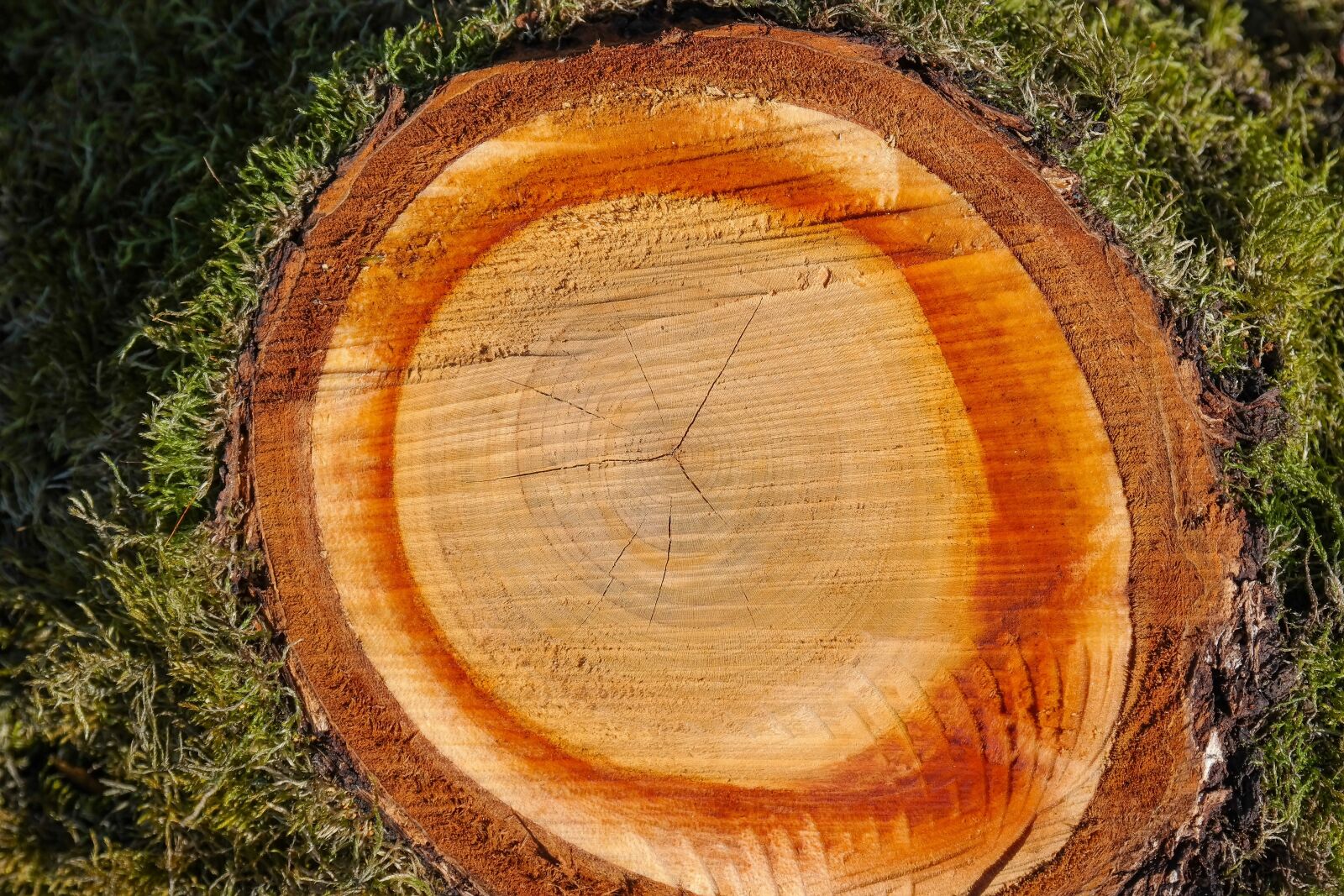 Samsung NX300 sample photo. Wood, log, annual rings photography