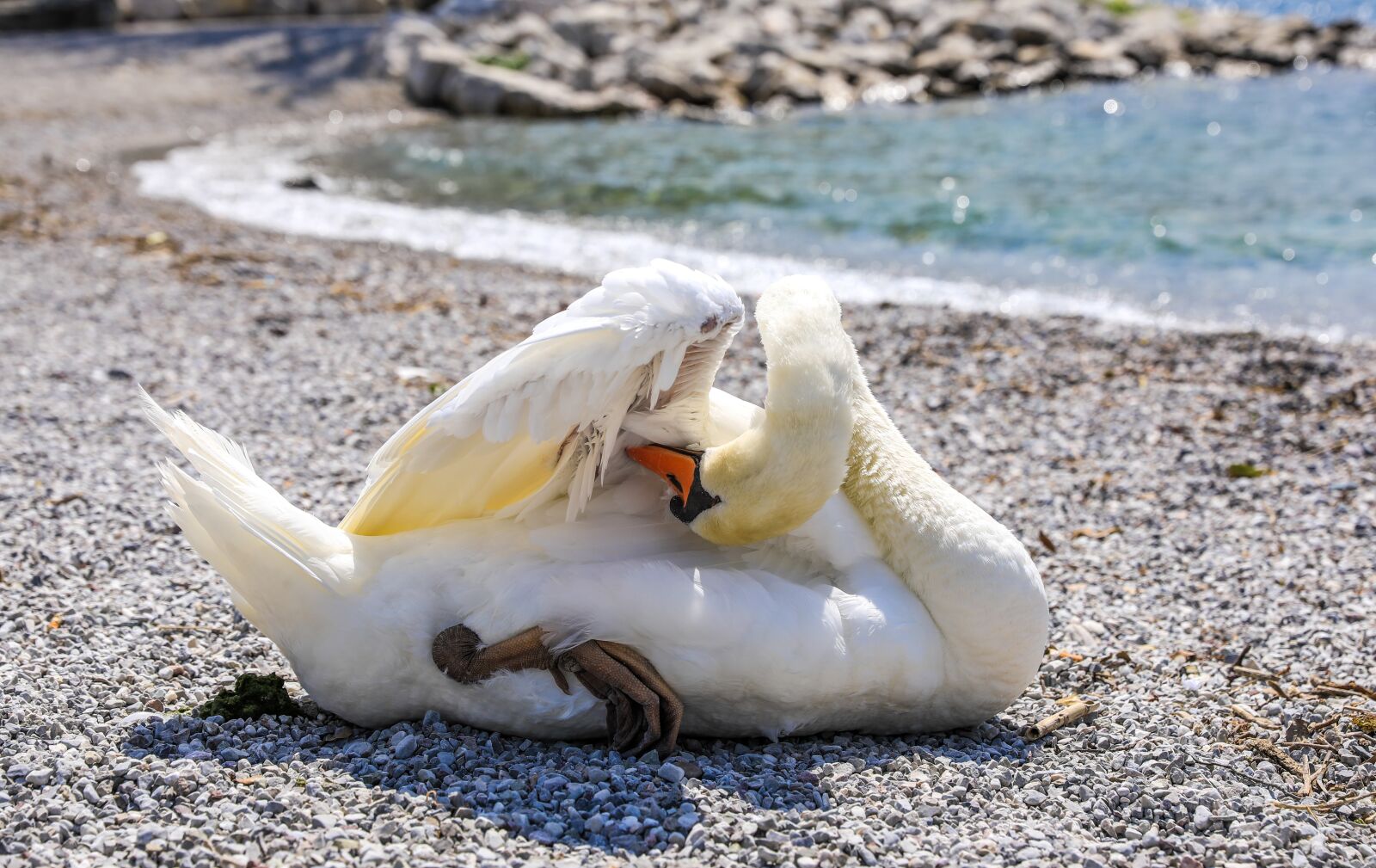 Canon EOS 5D Mark IV sample photo. Swan, water bird, bird photography