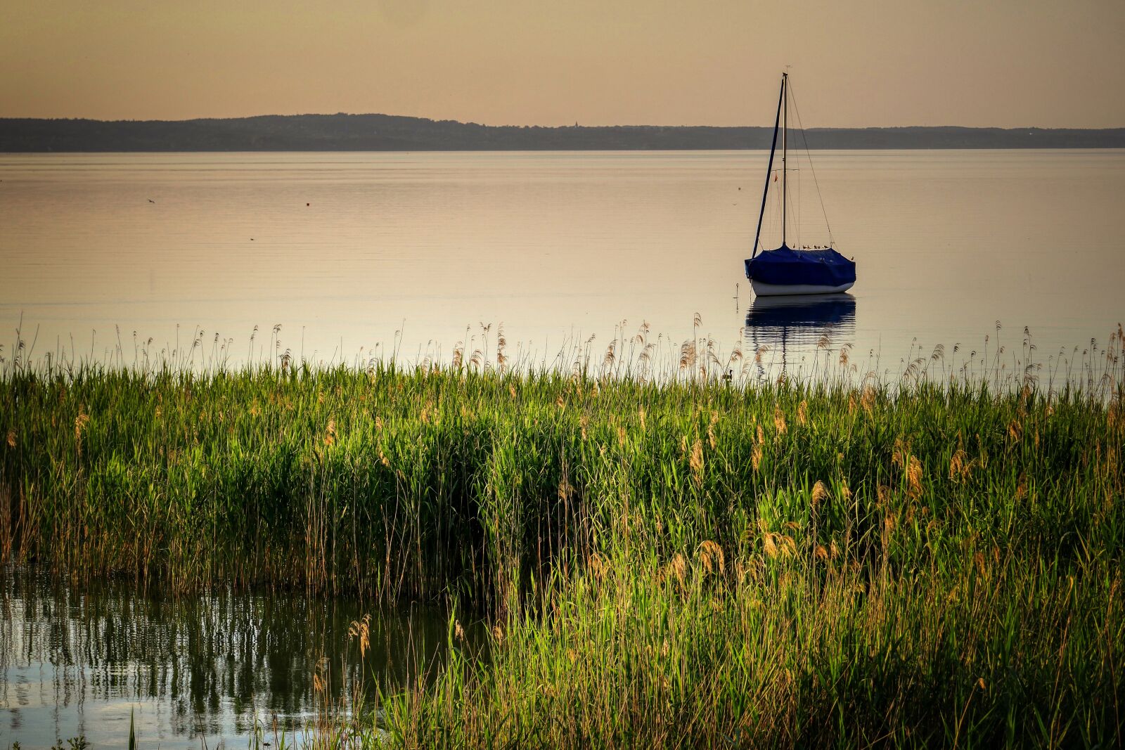 Panasonic Lumix DMC-GX8 sample photo. Lake, sunset, reed photography