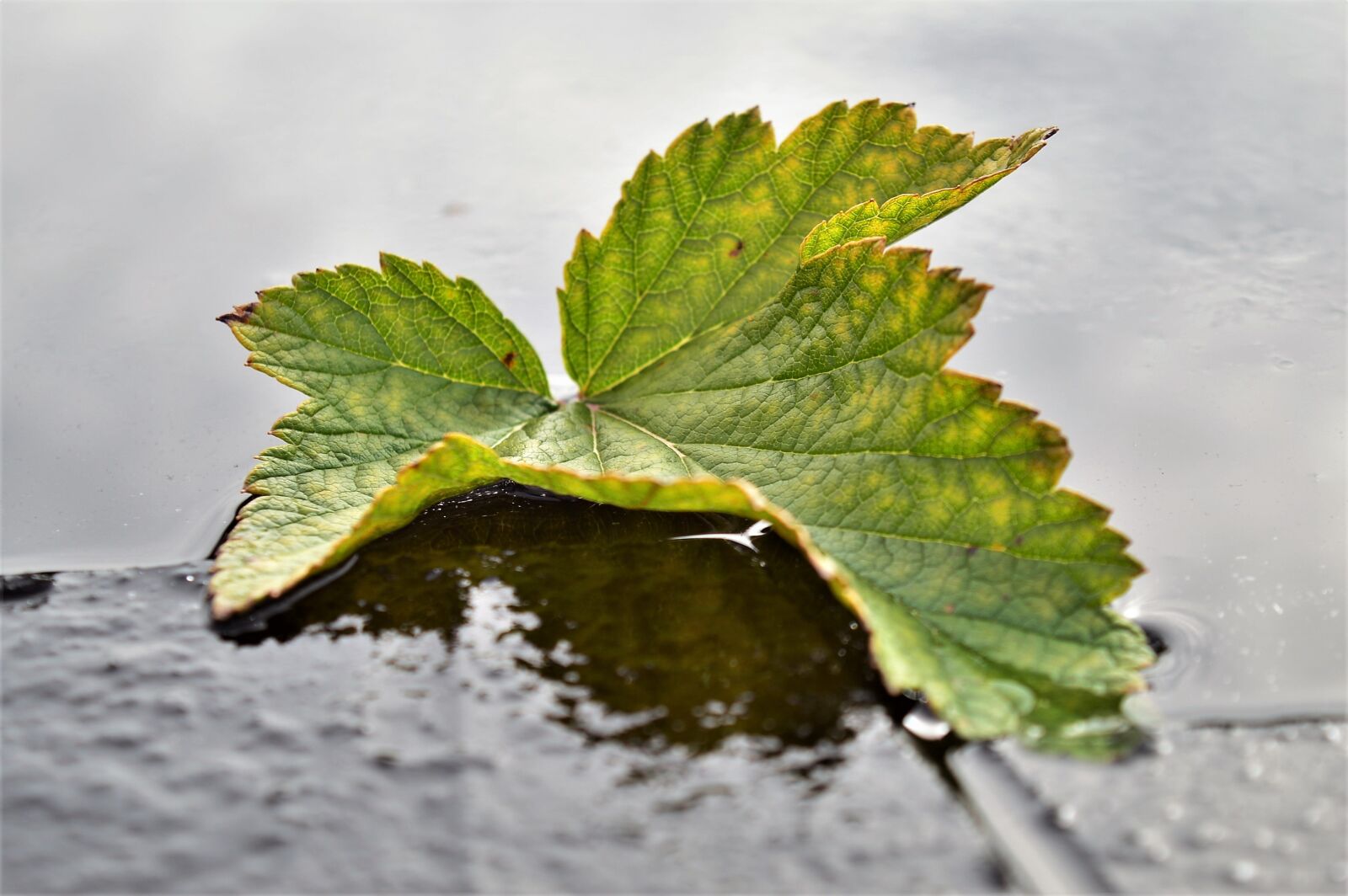 Nikon D3200 sample photo. Sheet, currant, autumn photography