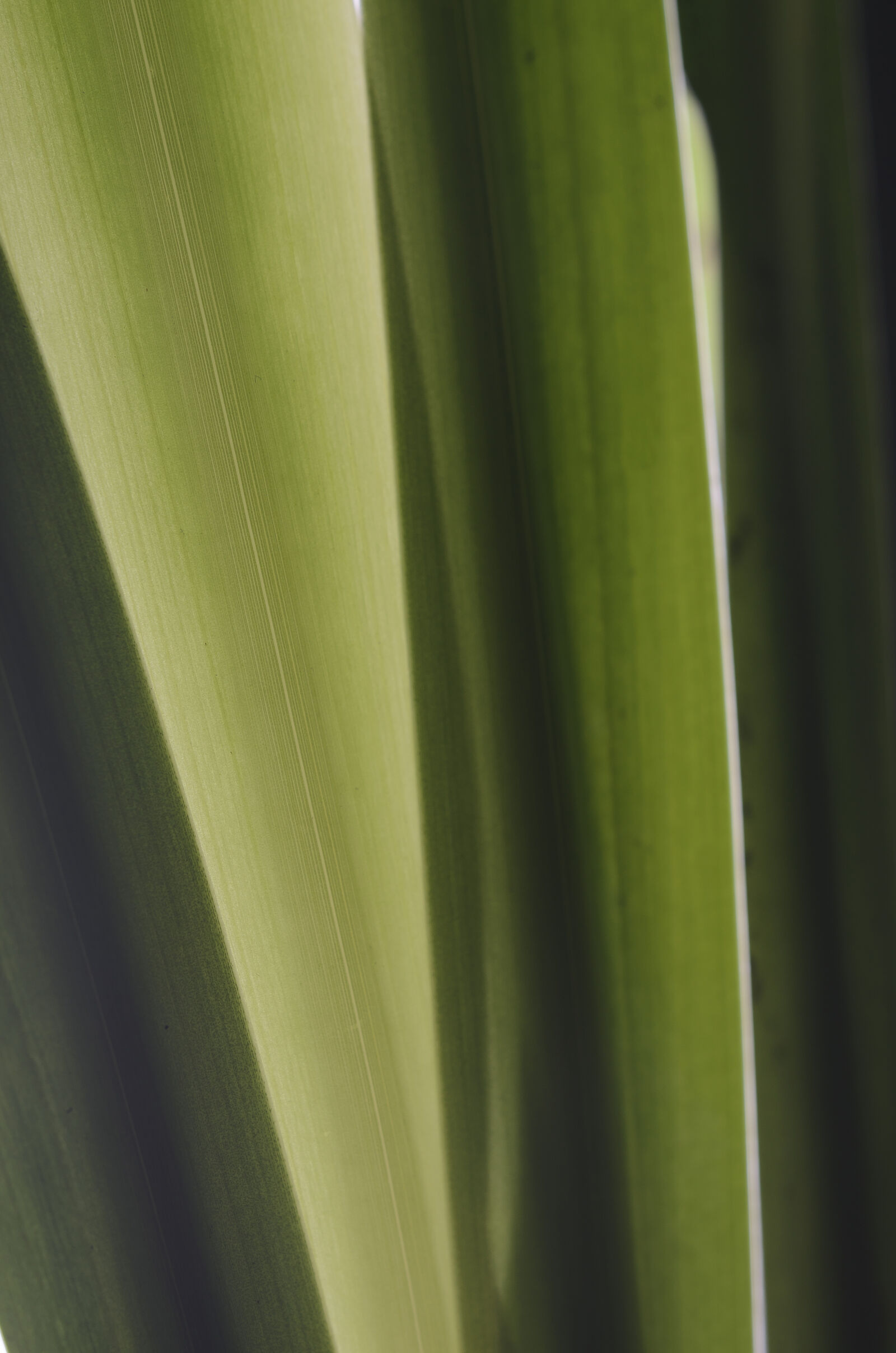 Nikon D7000 + Nikon AF-S Nikkor 50mm F1.8G sample photo. Abstract, abstrato, background, brazilian photography