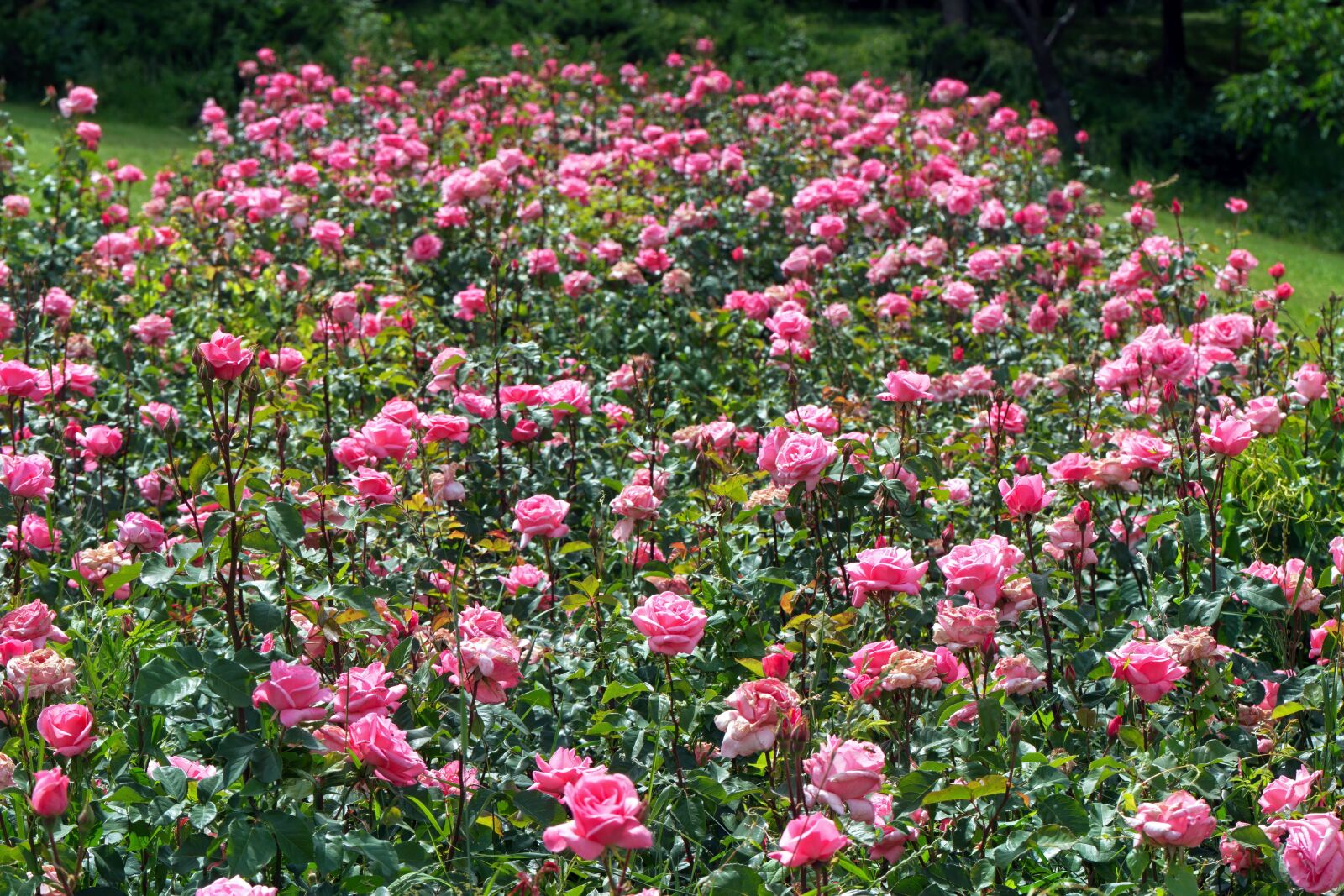 Nikon D5300 sample photo. Garden, roses, flowers photography