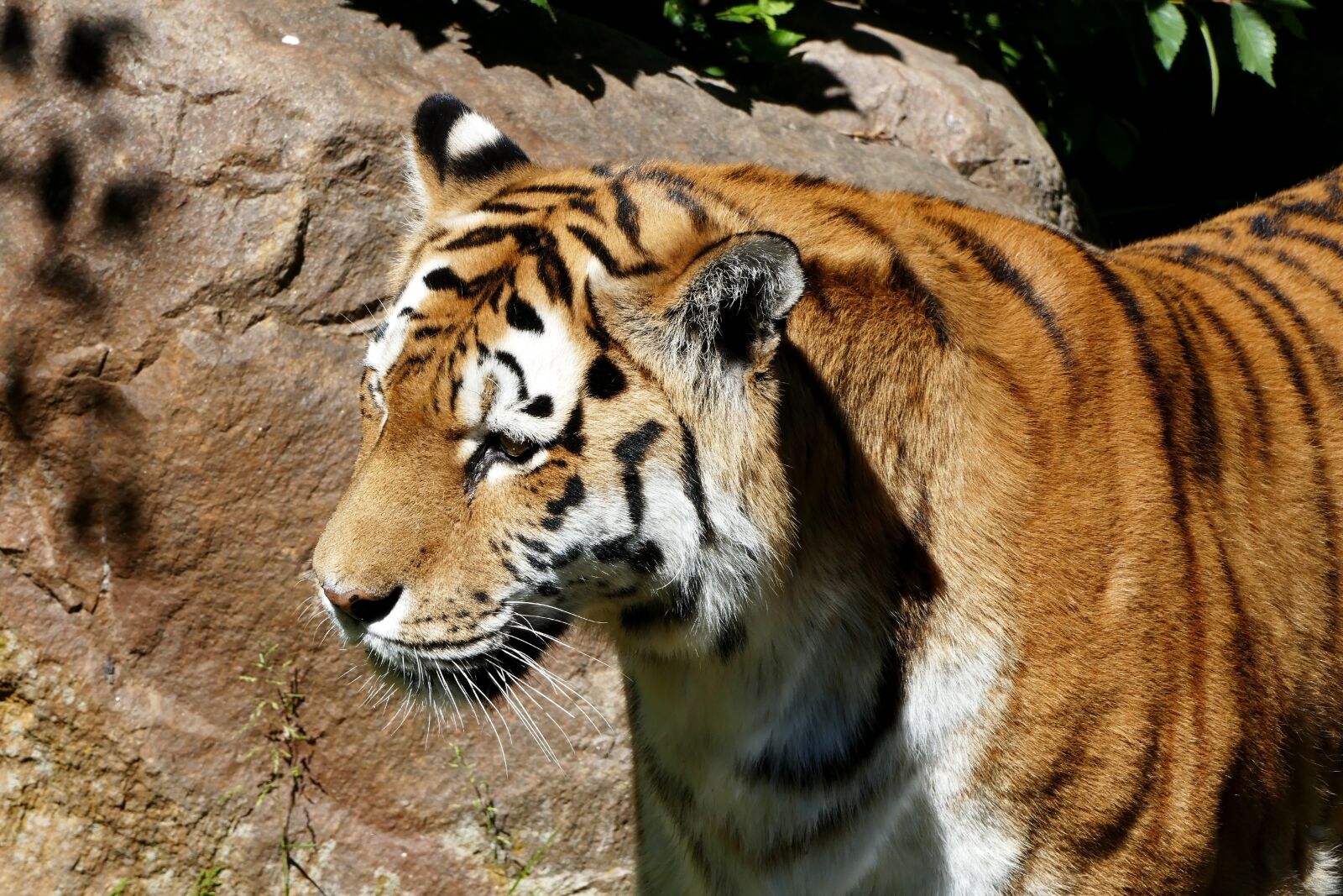Panasonic Lumix DMC-FZ1000 sample photo. Tiger, zoo, predator photography